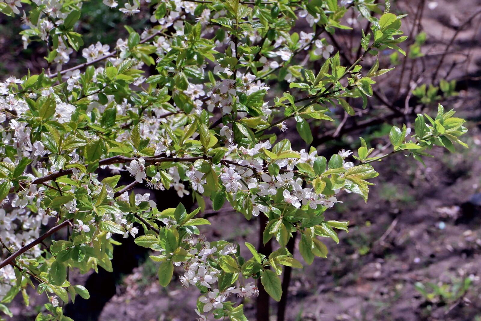 Canon EOS 200D (EOS Rebel SL2 / EOS Kiss X9) sample photo. May, spring, bloom photography