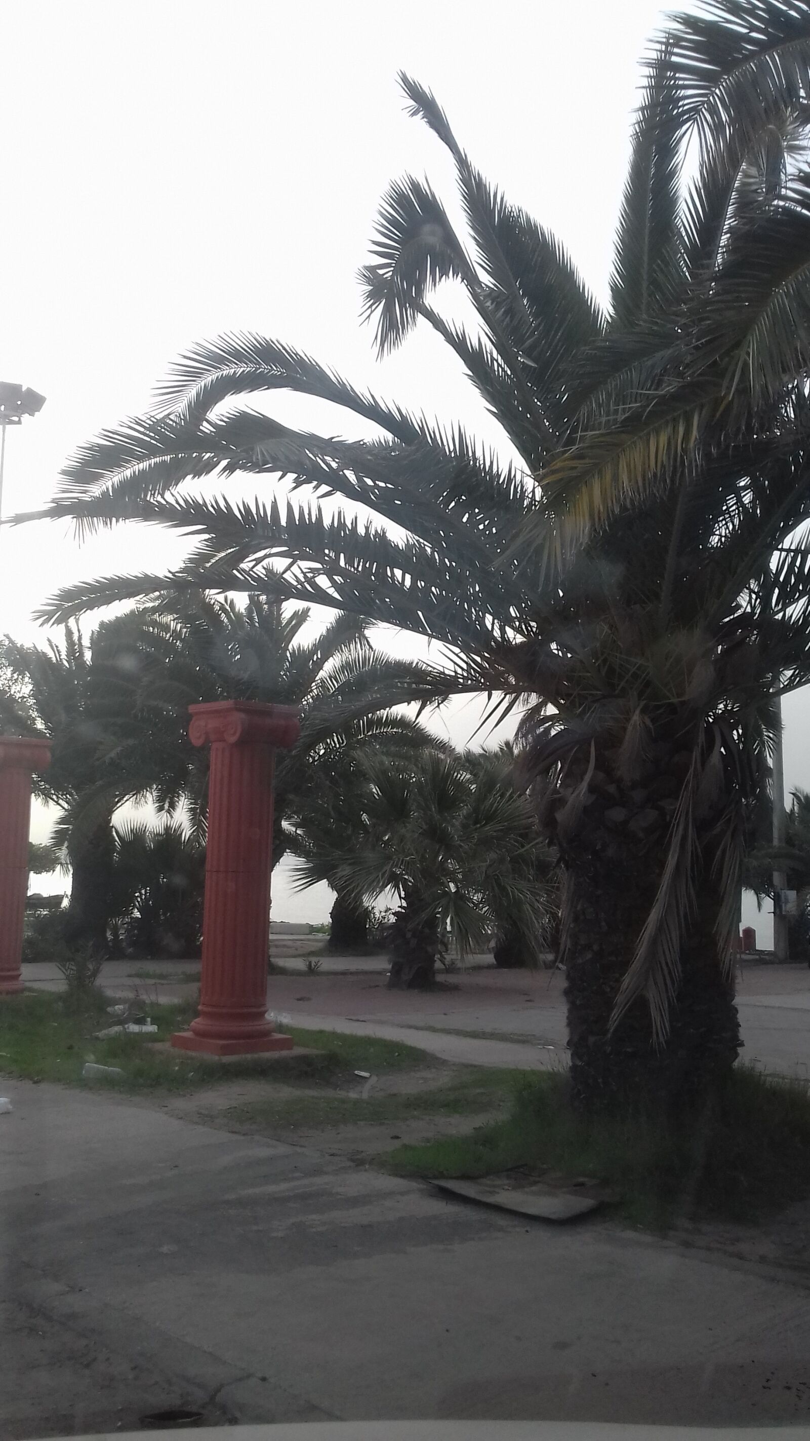 Samsung Galaxy Grand Prime sample photo. Palm 2, sfax, tunisia photography