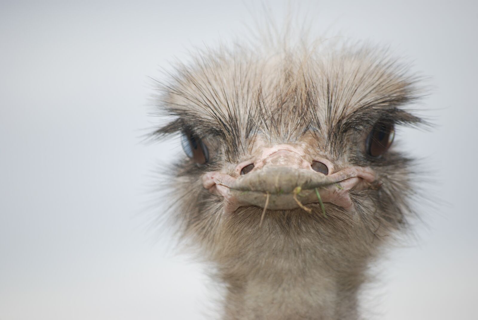 Nikon D80 sample photo. Bouquet, ostrich, bird ostrich photography