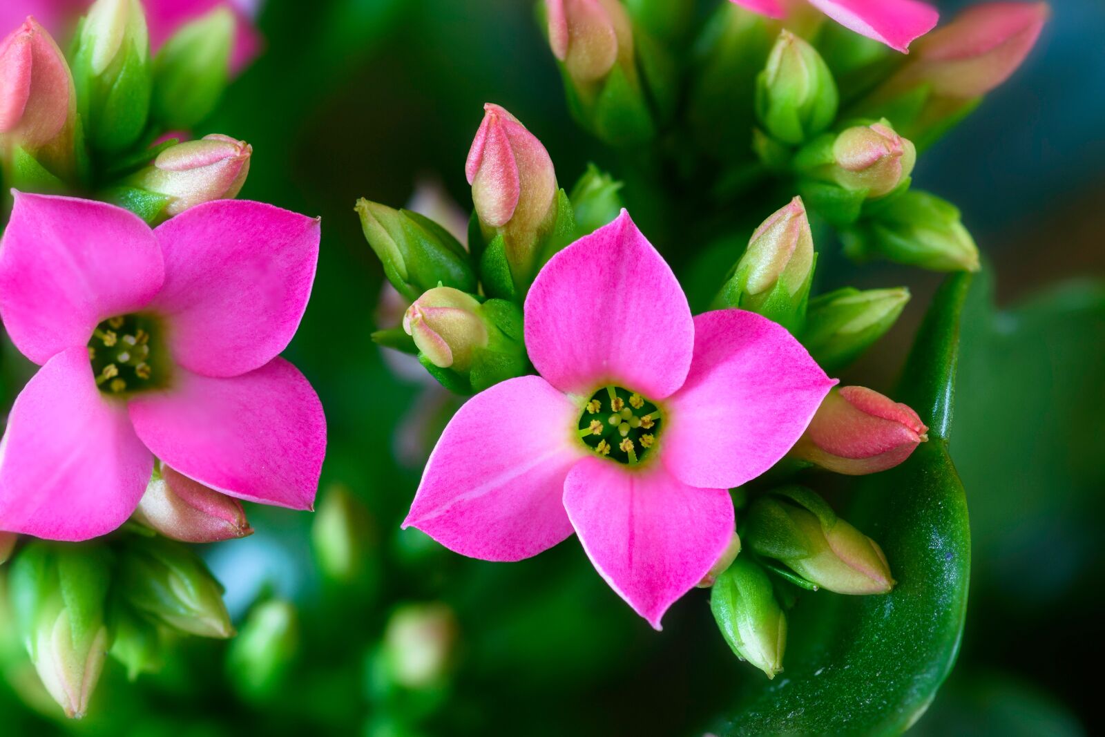 Nikon D7200 sample photo. Flaming k thchen, flowers photography