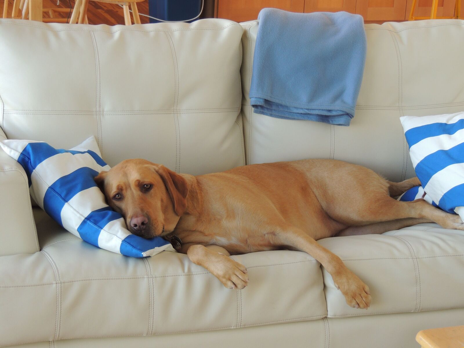 Nikon Coolpix P510 sample photo. Dog sleeping, dog on photography