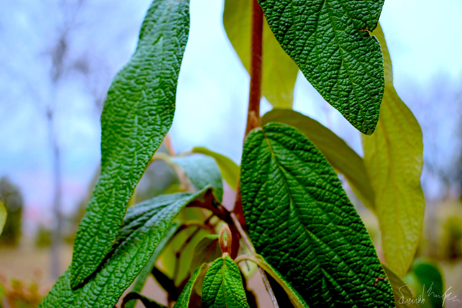 Nikon D3300 sample photo. Nature, photography photography