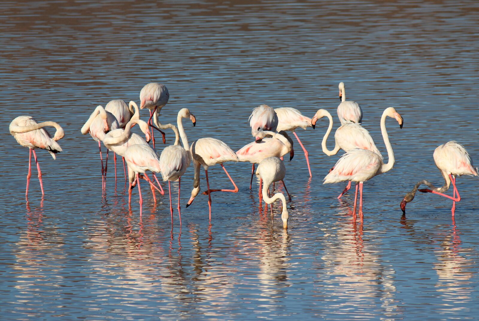 Canon EOS 600D (Rebel EOS T3i / EOS Kiss X5) + Canon EF-S 55-250mm F4-5.6 IS sample photo. Flamingo, bird, pink photography