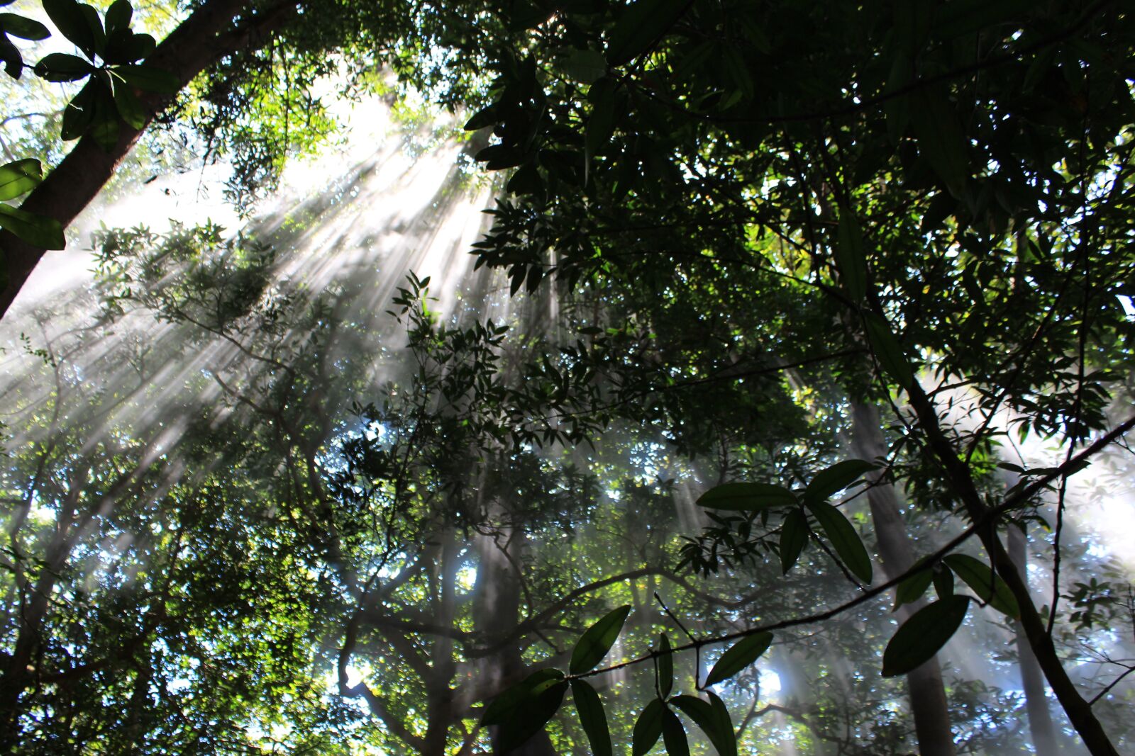 Canon EOS 600D (Rebel EOS T3i / EOS Kiss X5) sample photo. Cloud forest, forest, jungle photography