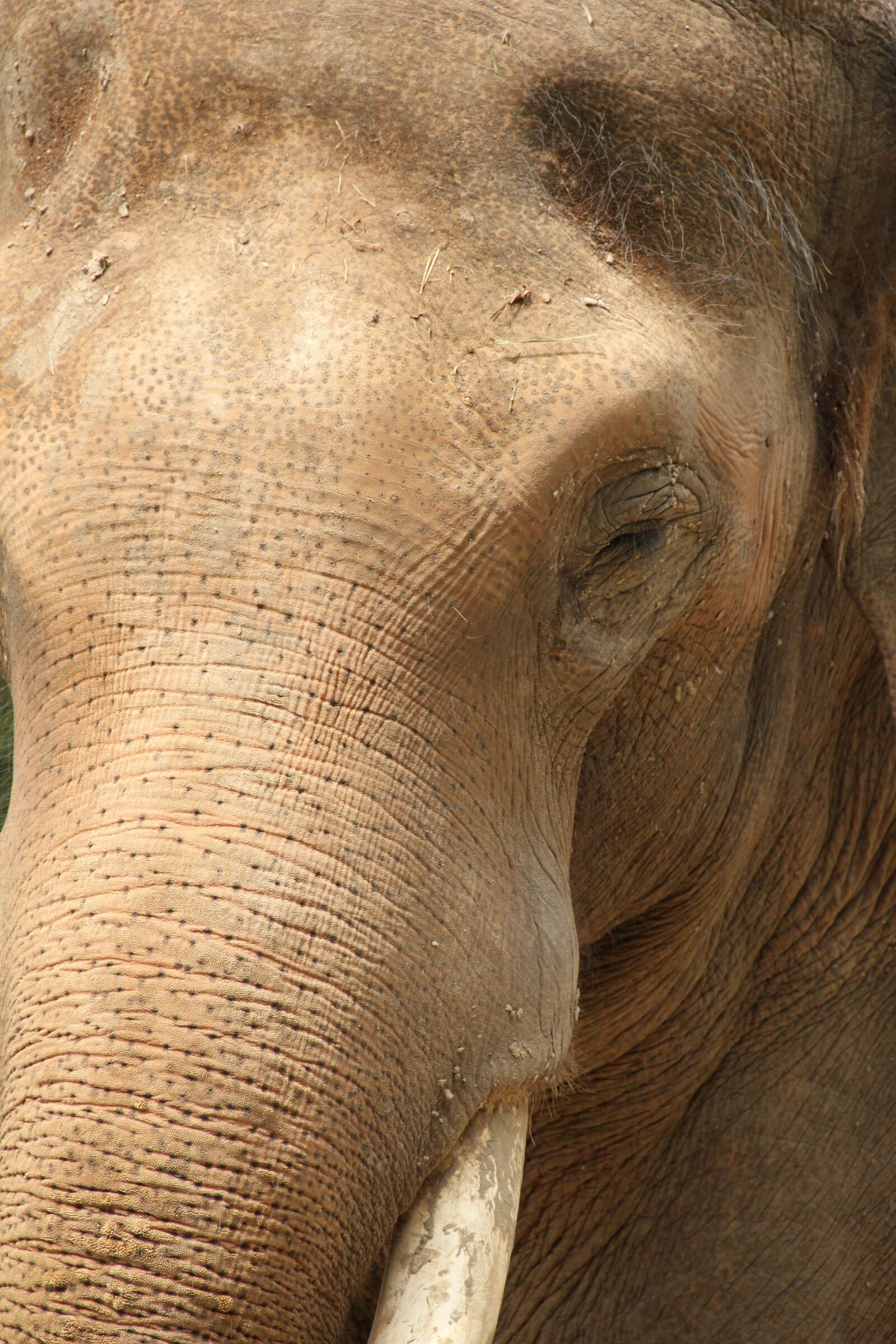 Canon EOS 550D (EOS Rebel T2i / EOS Kiss X4) sample photo. Elephant, animal, mammal photography
