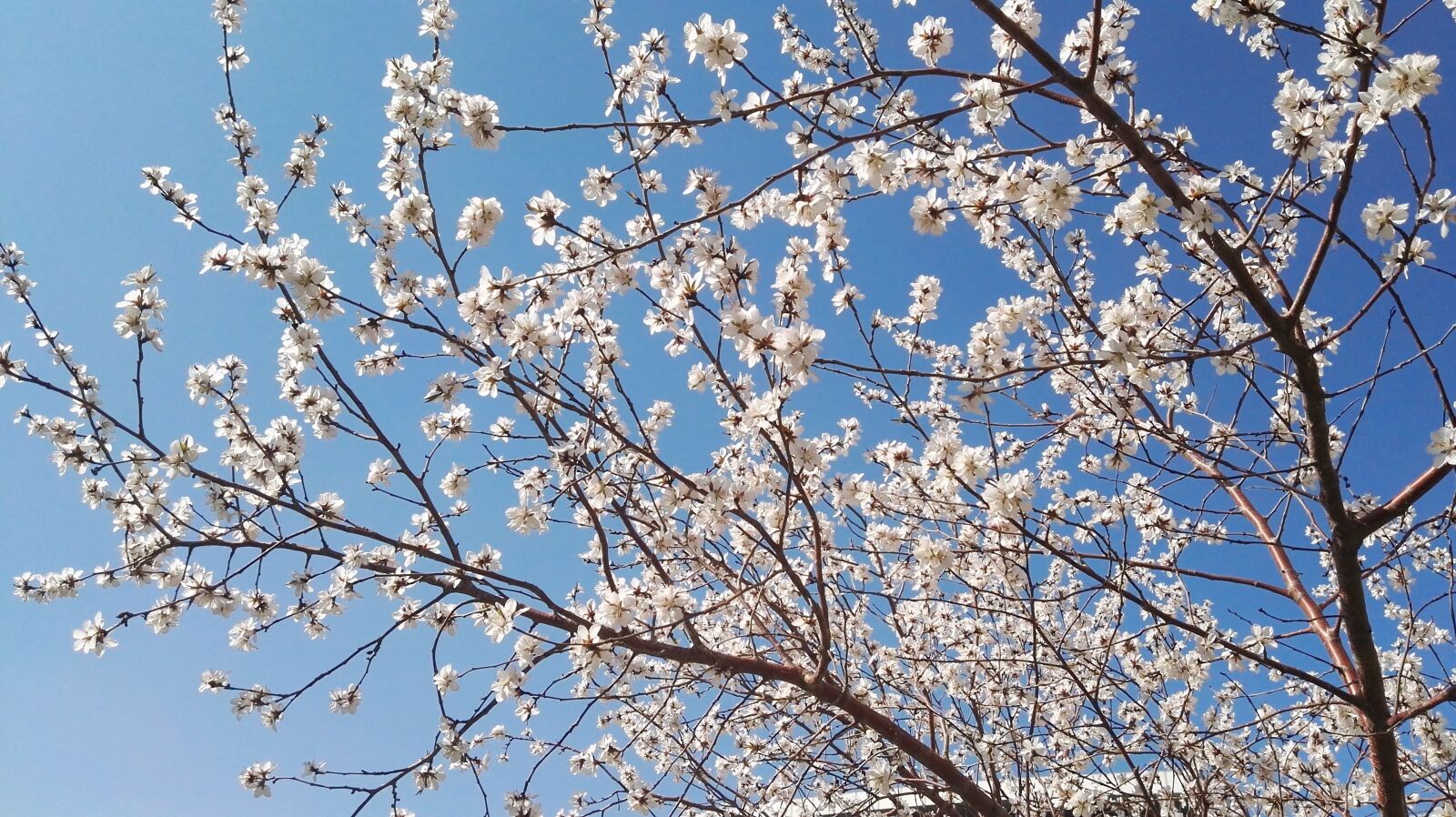 HUAWEI P8 sample photo. Apricot, spring, under the photography