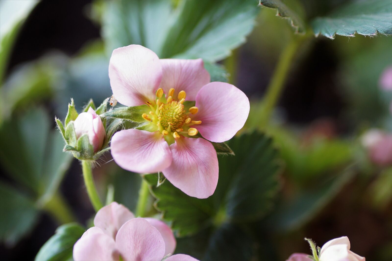 Sony SLT-A58 sample photo. Strawberry, flower, strawberries photography