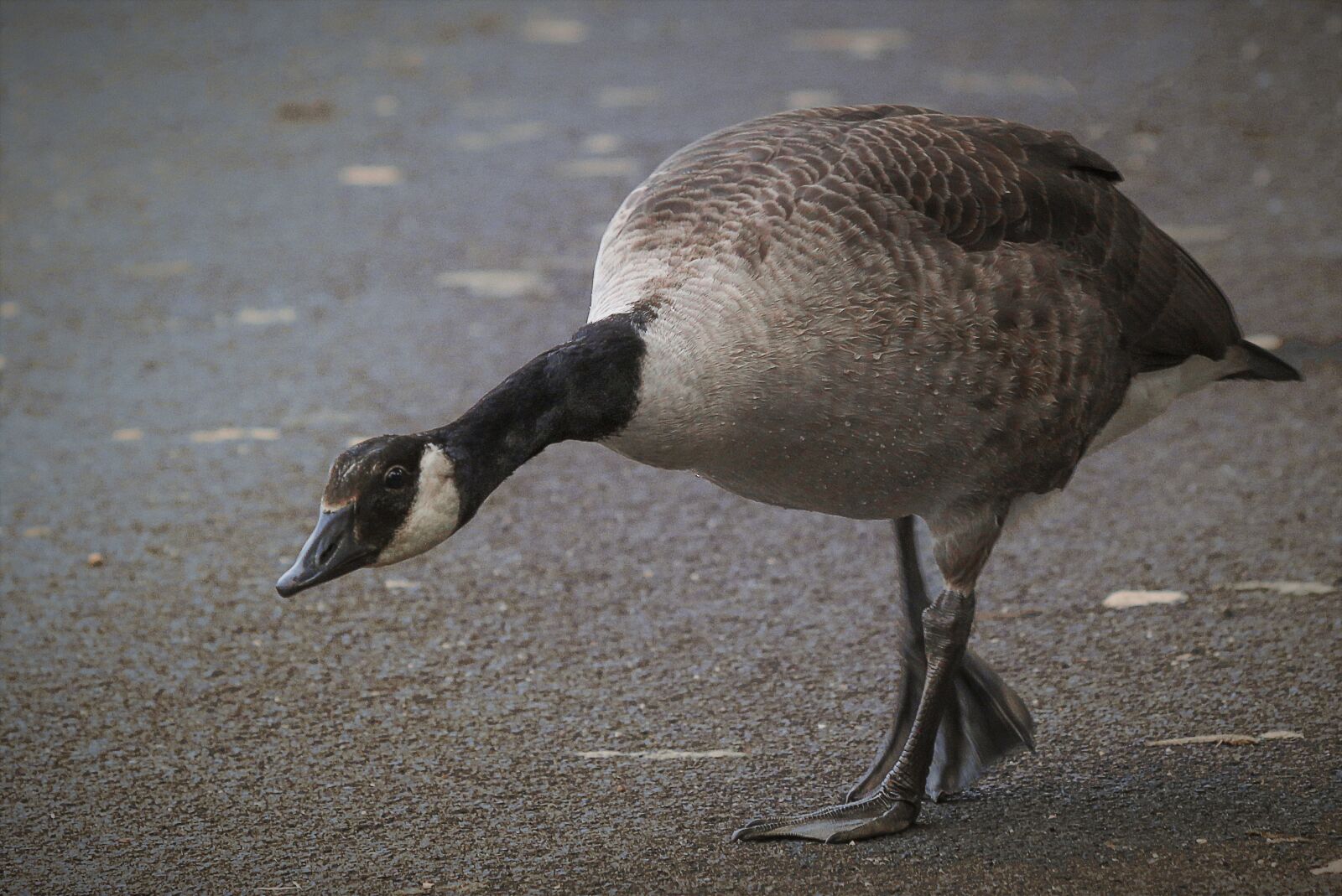 Canon EOS 70D + Canon EF 70-300 F4-5.6 IS II USM sample photo. Goose, waterfowl, canada goose photography