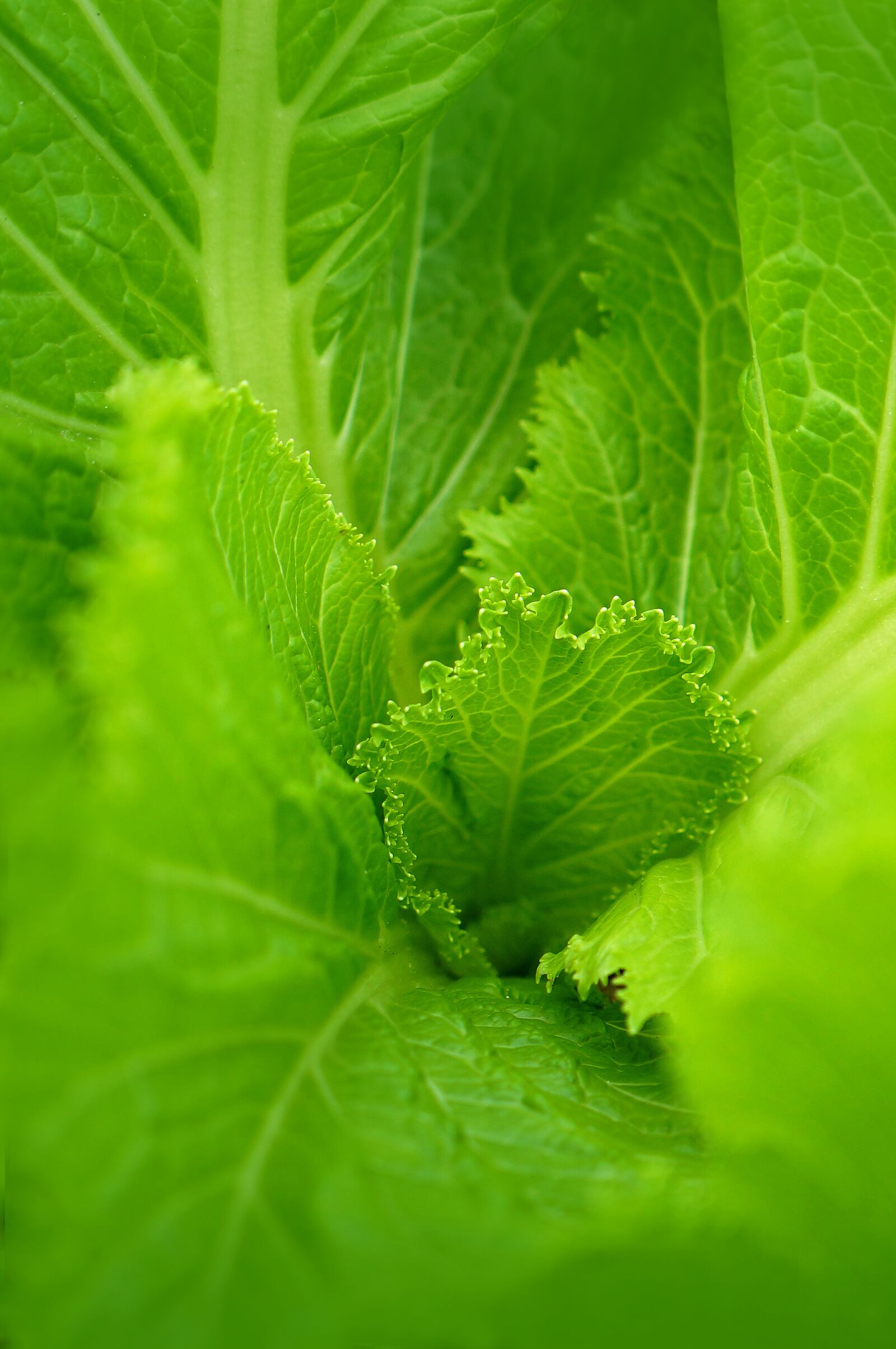 Sony Alpha NEX-F3 + Sony E 18-55mm F3.5-5.6 OSS sample photo. Background, leaves green cabbage photography