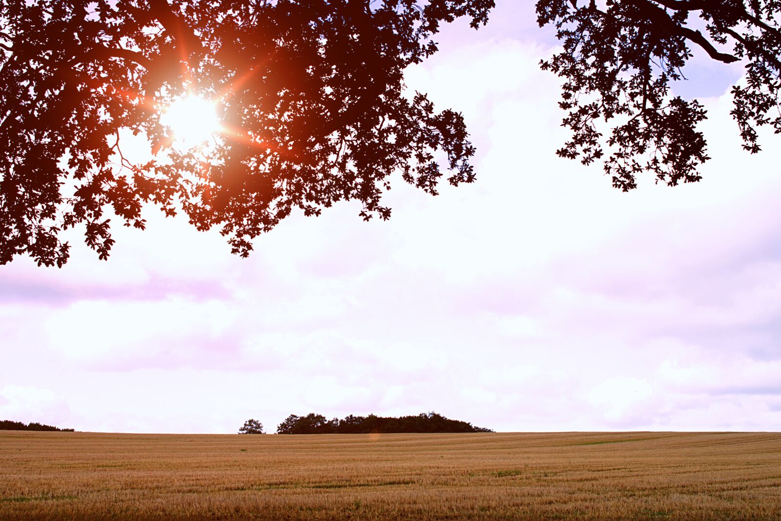 Nikon D3400 sample photo. Wheat field, tree, leaves photography