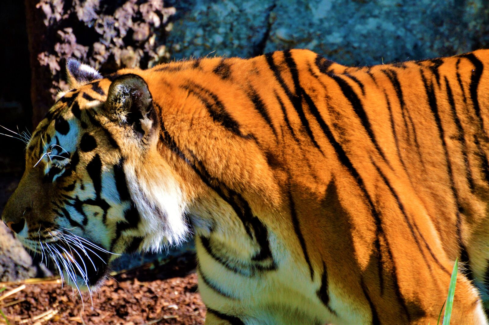 Nikon D3200 sample photo. Tiger, big cat, predator photography