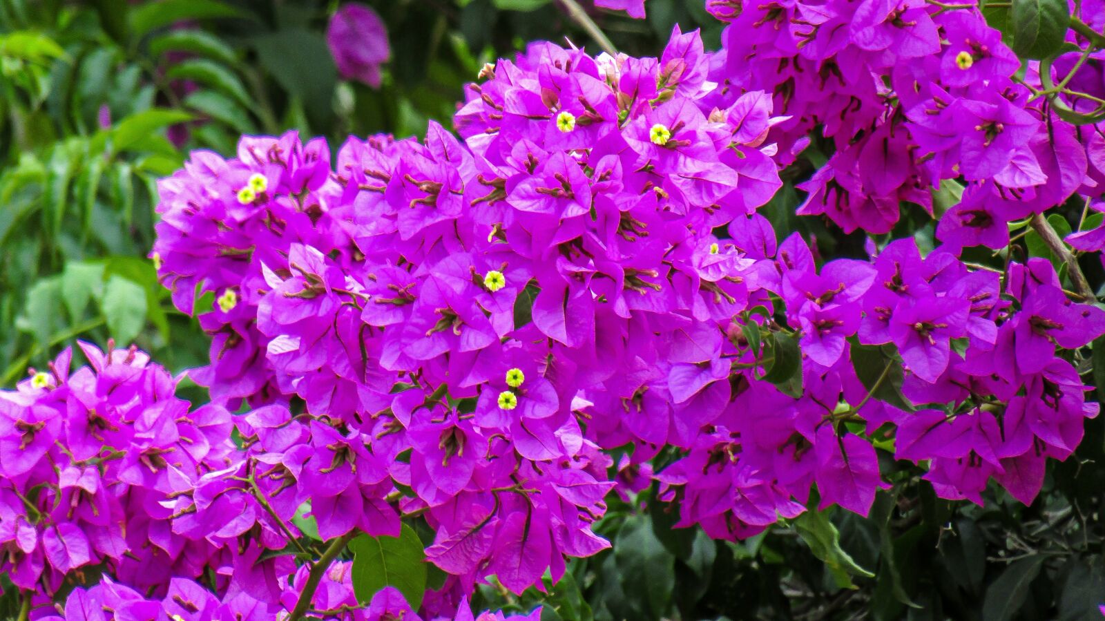 Canon PowerShot SX410 IS sample photo. Bougainvillea, flowers, veranera photography