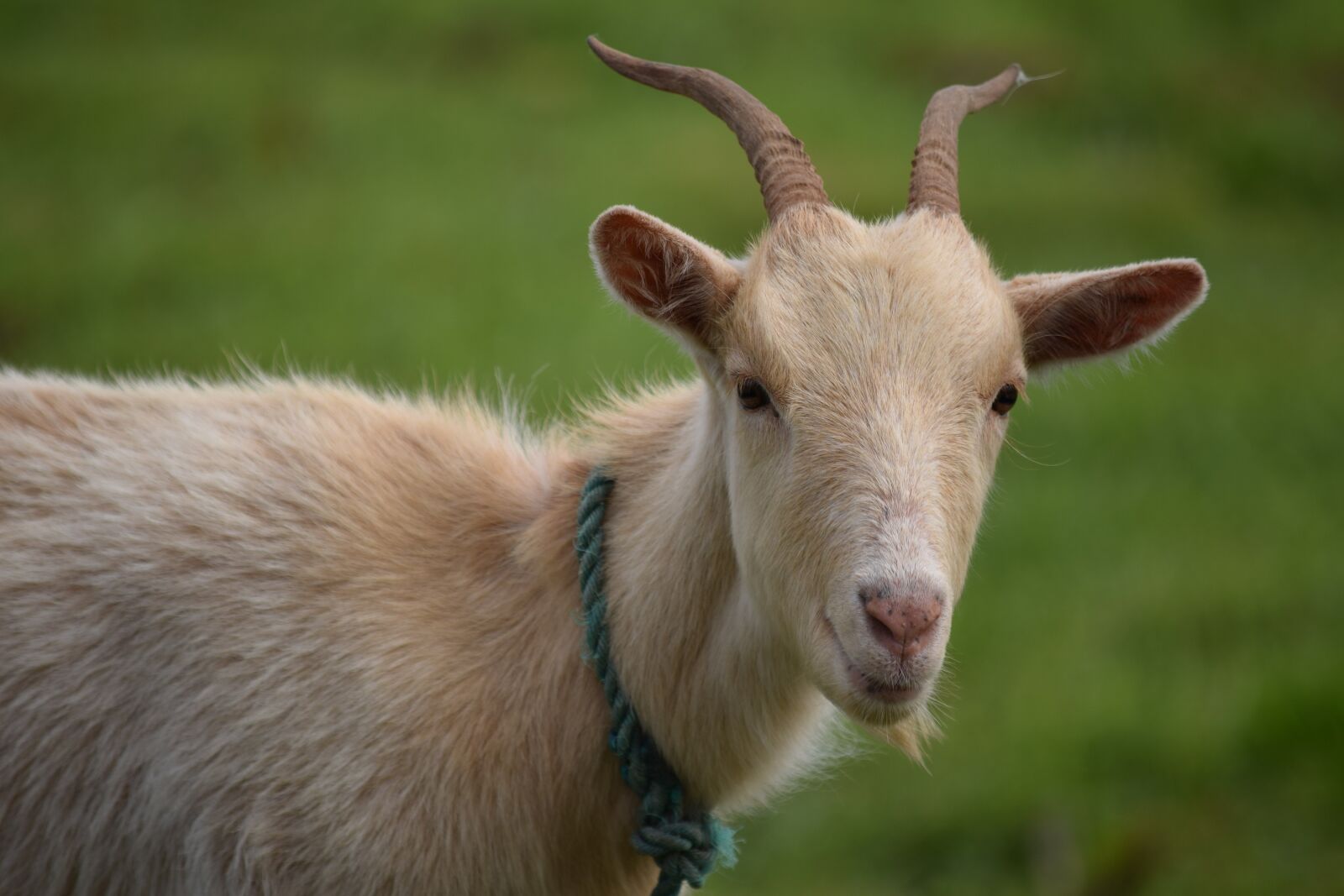 Nikon D3300 sample photo. Goat, animal, livestock photography