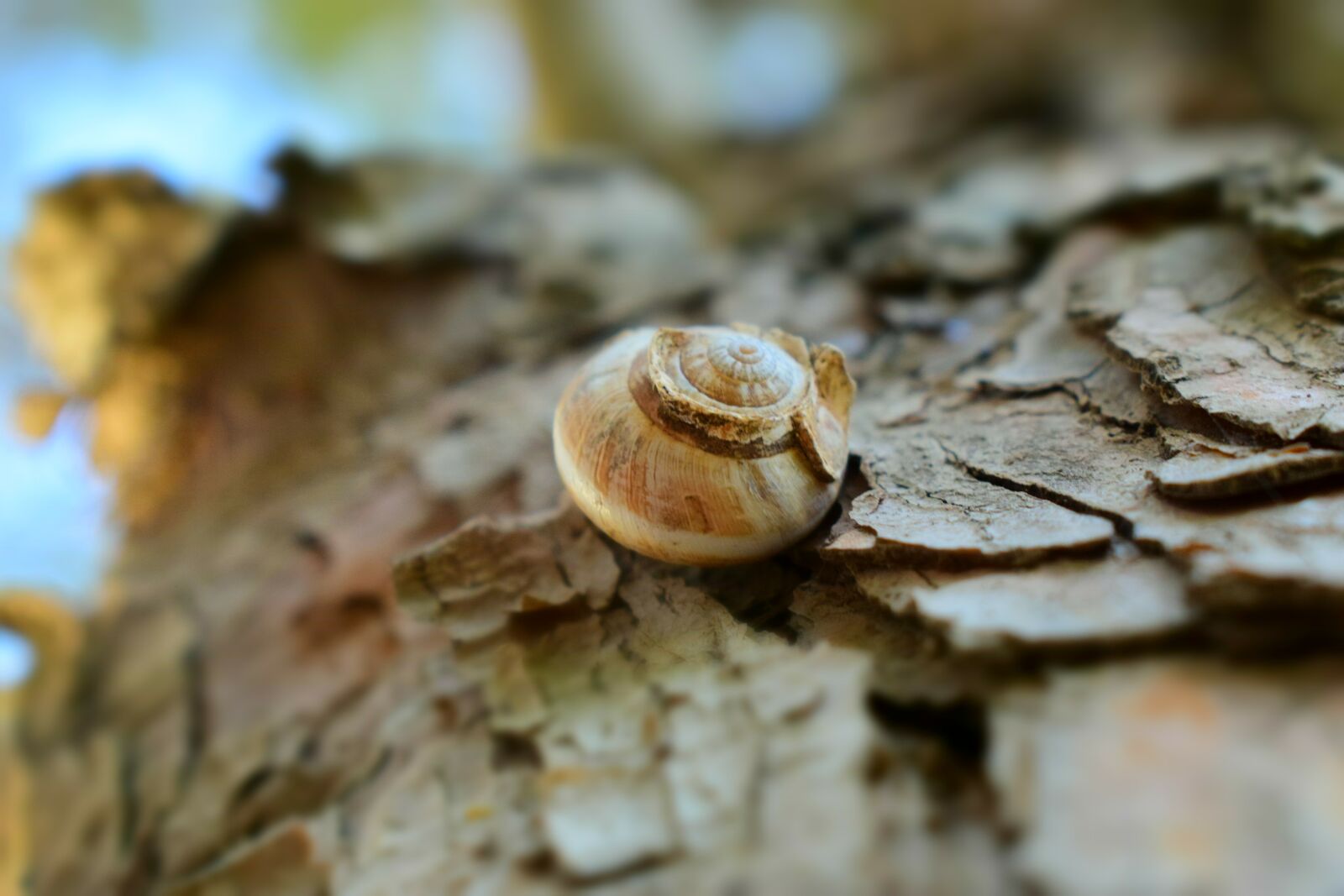 Nikon D3300 sample photo. Nature, food, wood photography