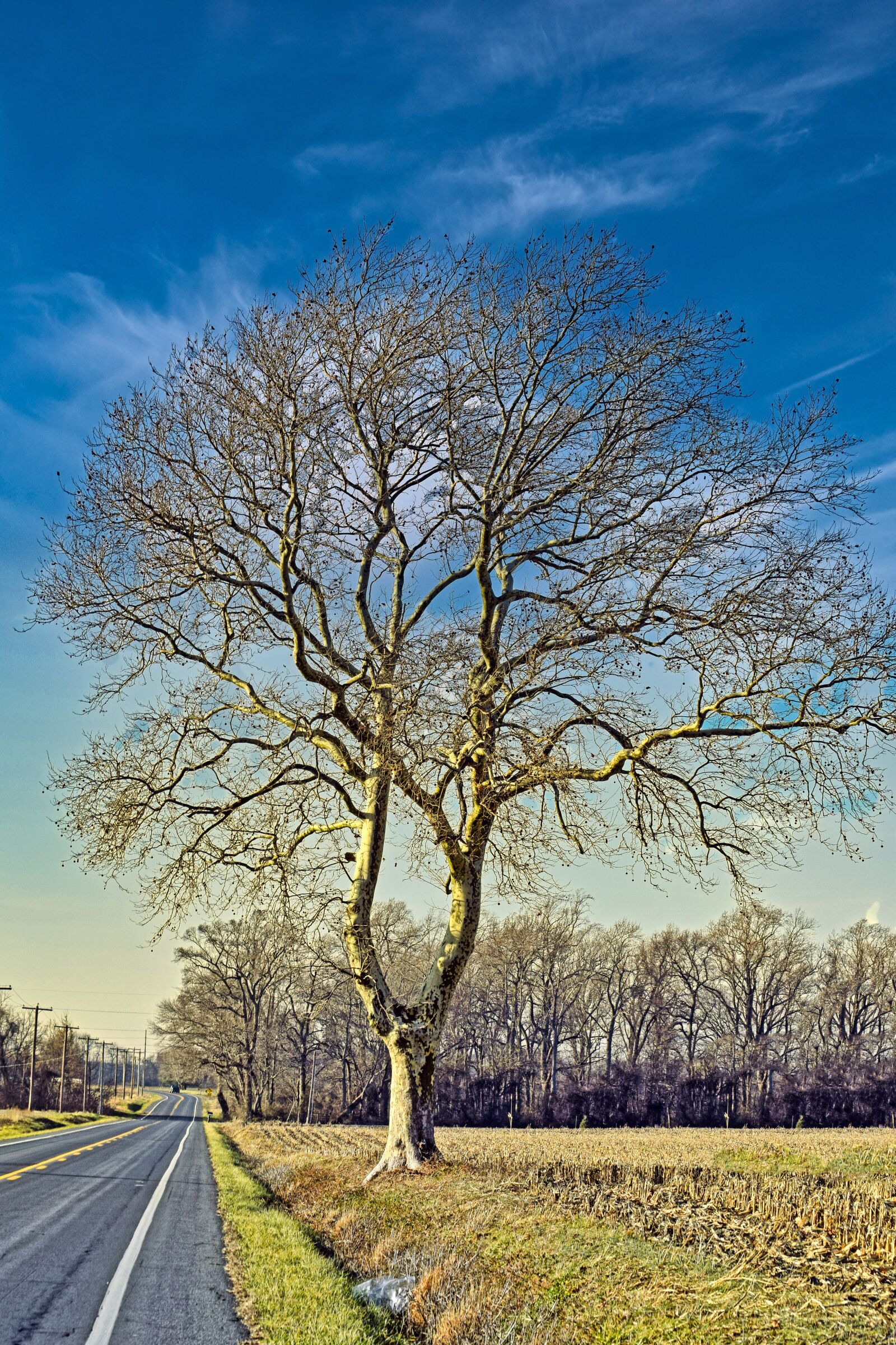 Nikon D3300 sample photo. Tree, birch, bark photography