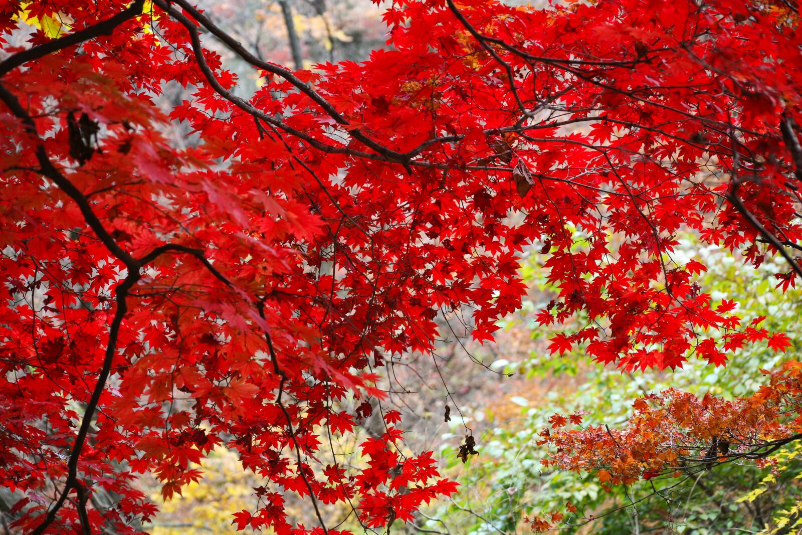 Canon EOS 5D sample photo. Leaves, autumn leaves, autumn photography