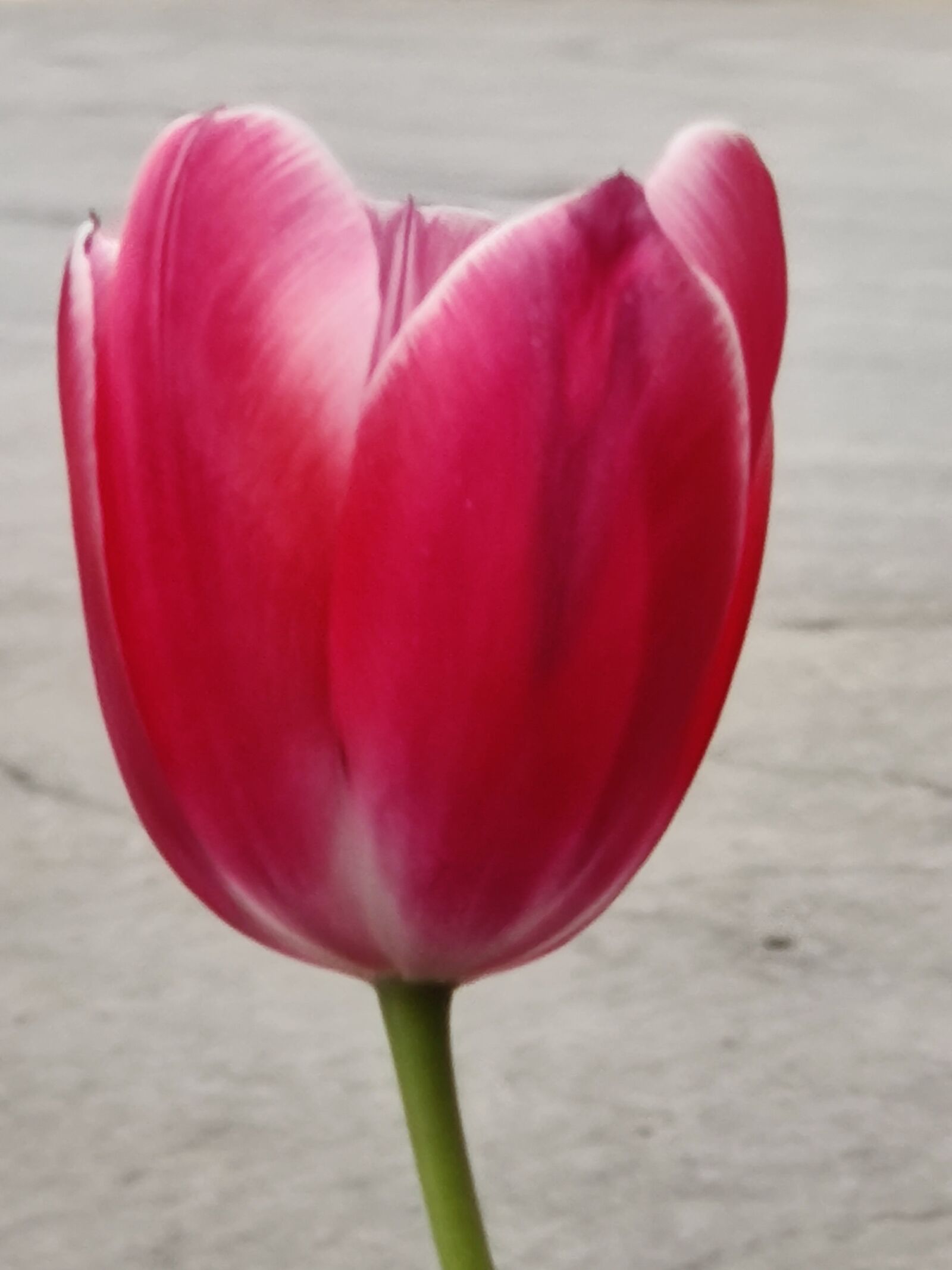 OnePlus 7 PRO sample photo. Red, tulip, flower photography