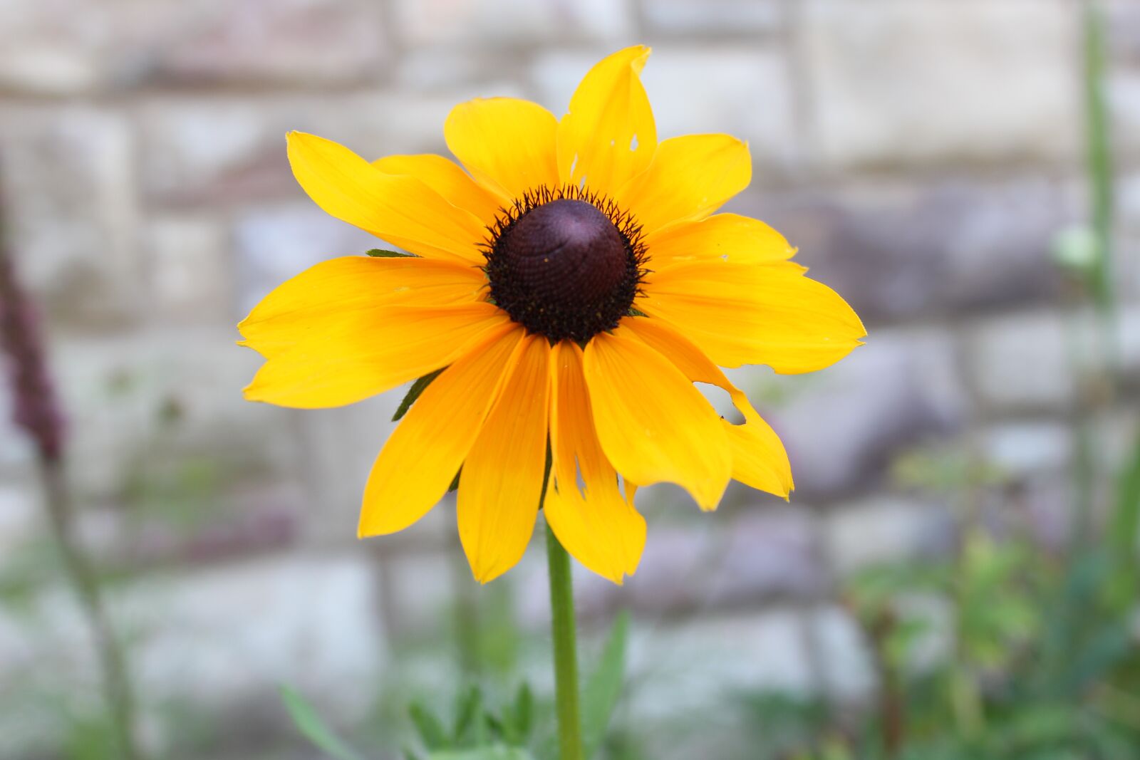 Canon EOS 1200D (EOS Rebel T5 / EOS Kiss X70 / EOS Hi) sample photo. Black, eyed, susan photography