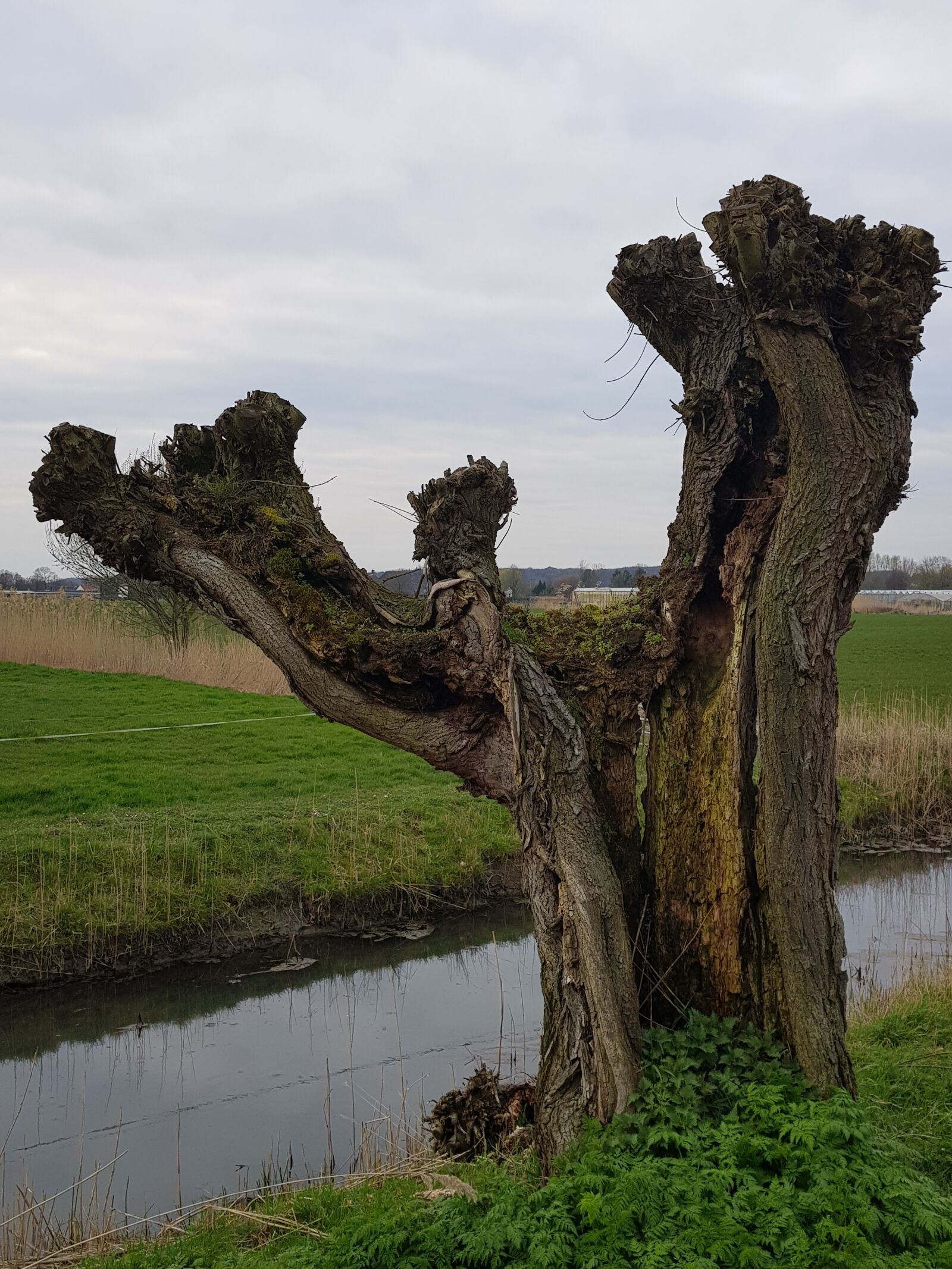 Samsung Galaxy S8+ sample photo. Pollard willow, tree, landscape photography