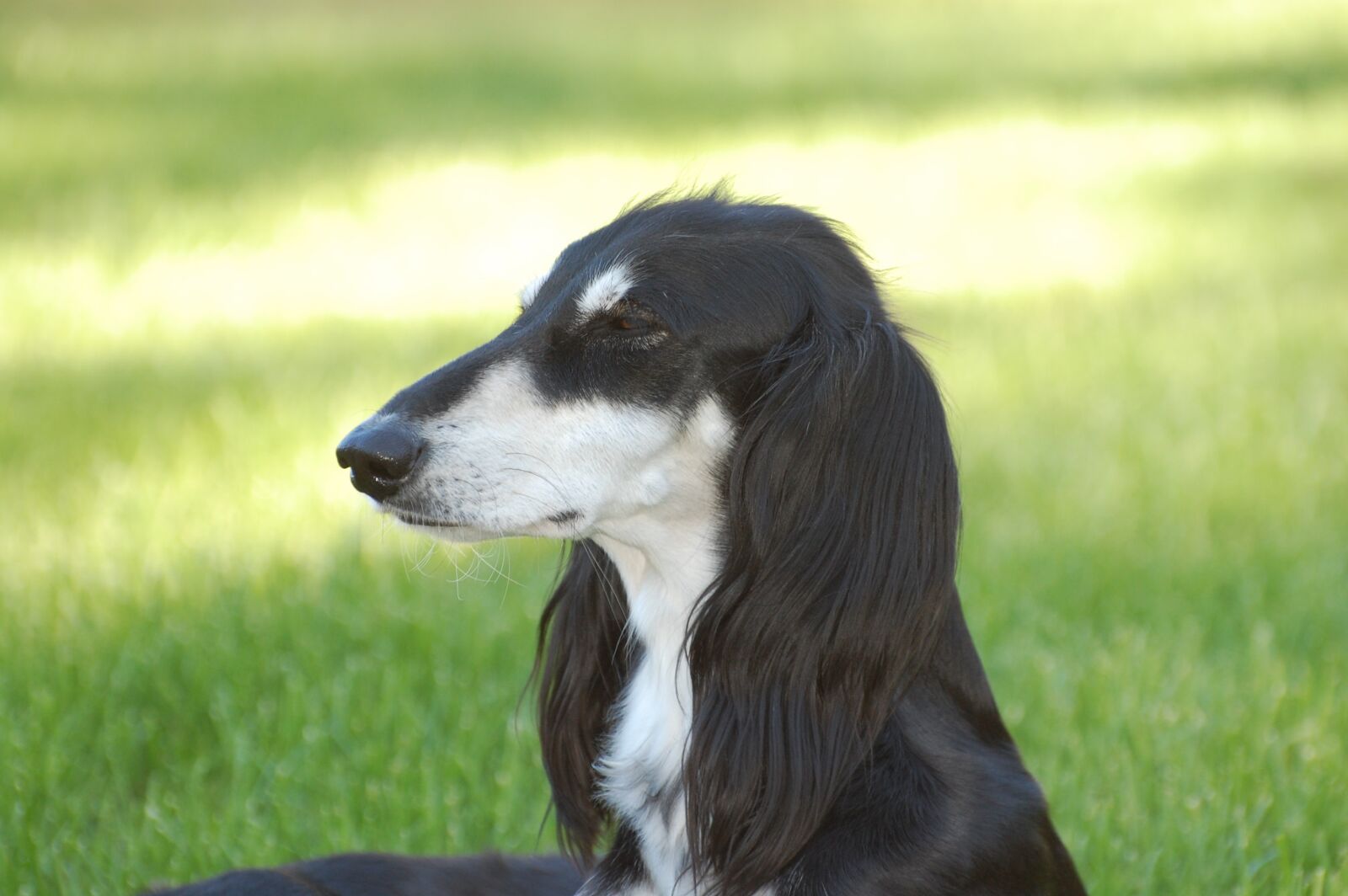 Nikon D40 sample photo. Dog, black, white photography