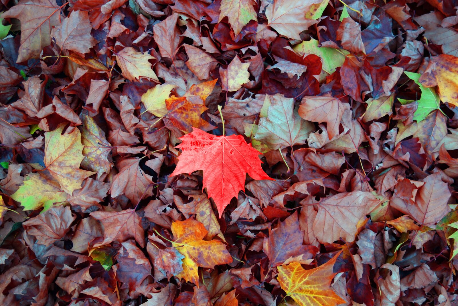 Sony Cyber-shot DSC-RX100 sample photo. Leaf, fallen leaves, autumn photography