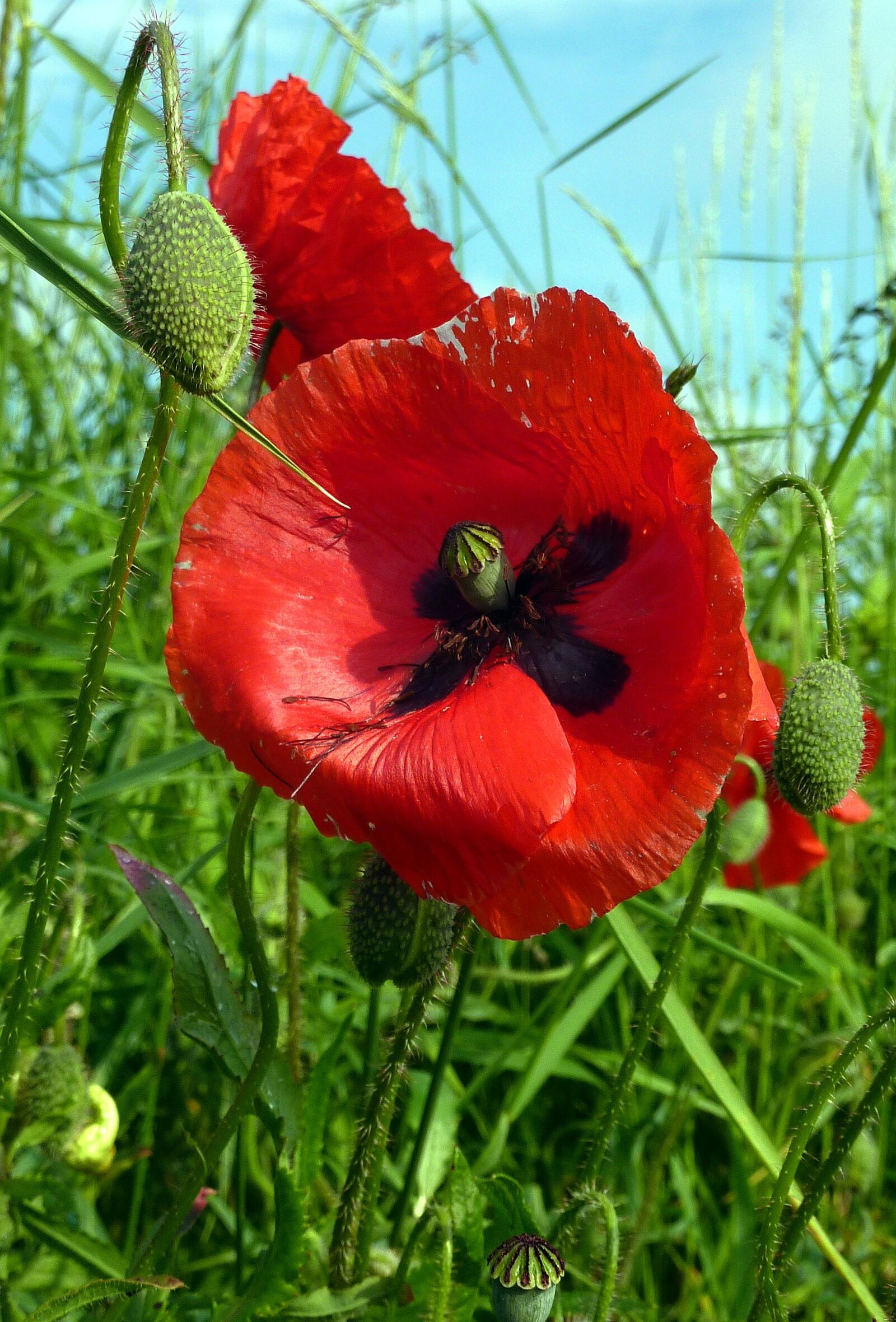 Panasonic DMC-TZ7 sample photo. Poppy, flower, petals photography
