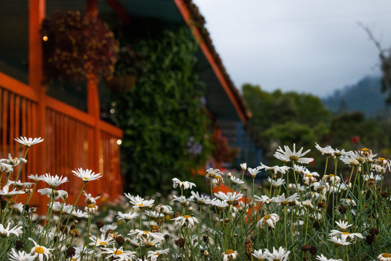 Nikon D5300 sample photo. Flowers, house, garden photography