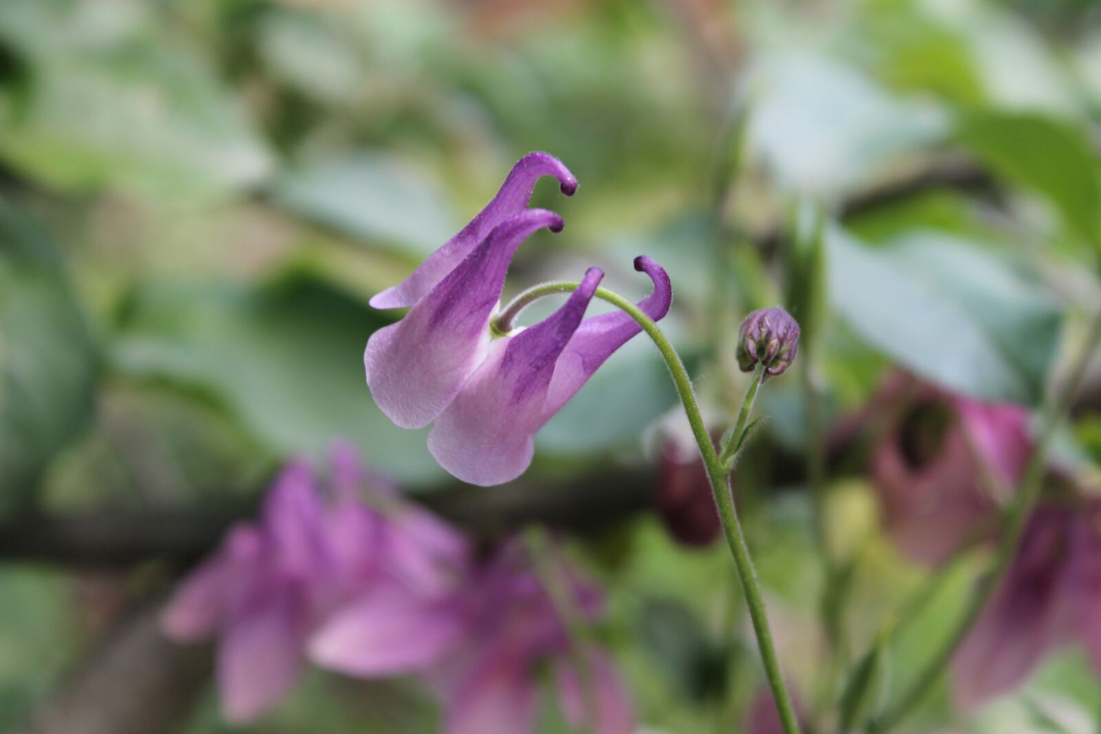 Canon EOS 1100D (EOS Rebel T3 / EOS Kiss X50) sample photo. Beautiful flower, flower, nature photography