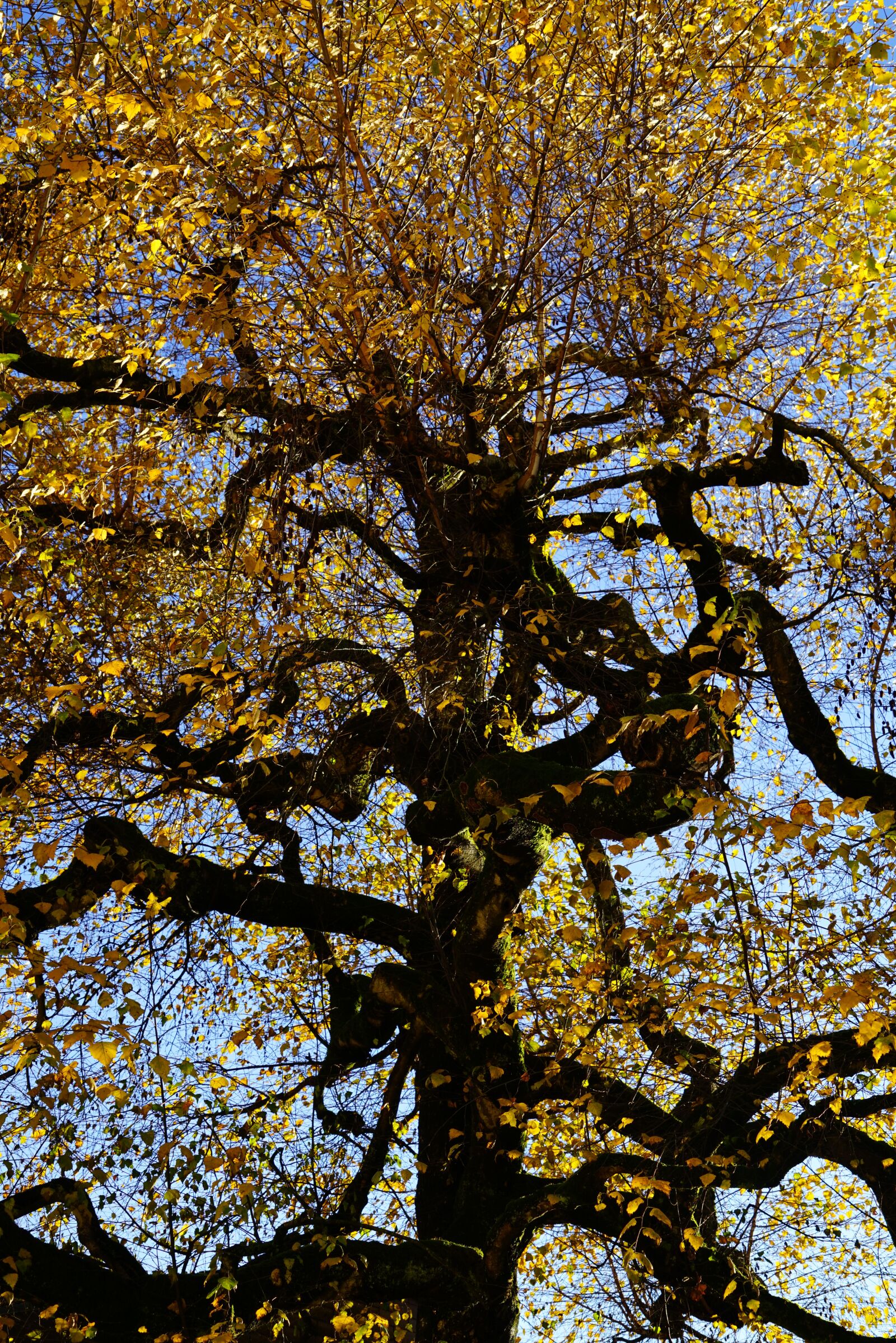 Sony a7R II + Sony FE 24-240mm F3.5-6.3 OSS sample photo. Birch, gnarled, old photography