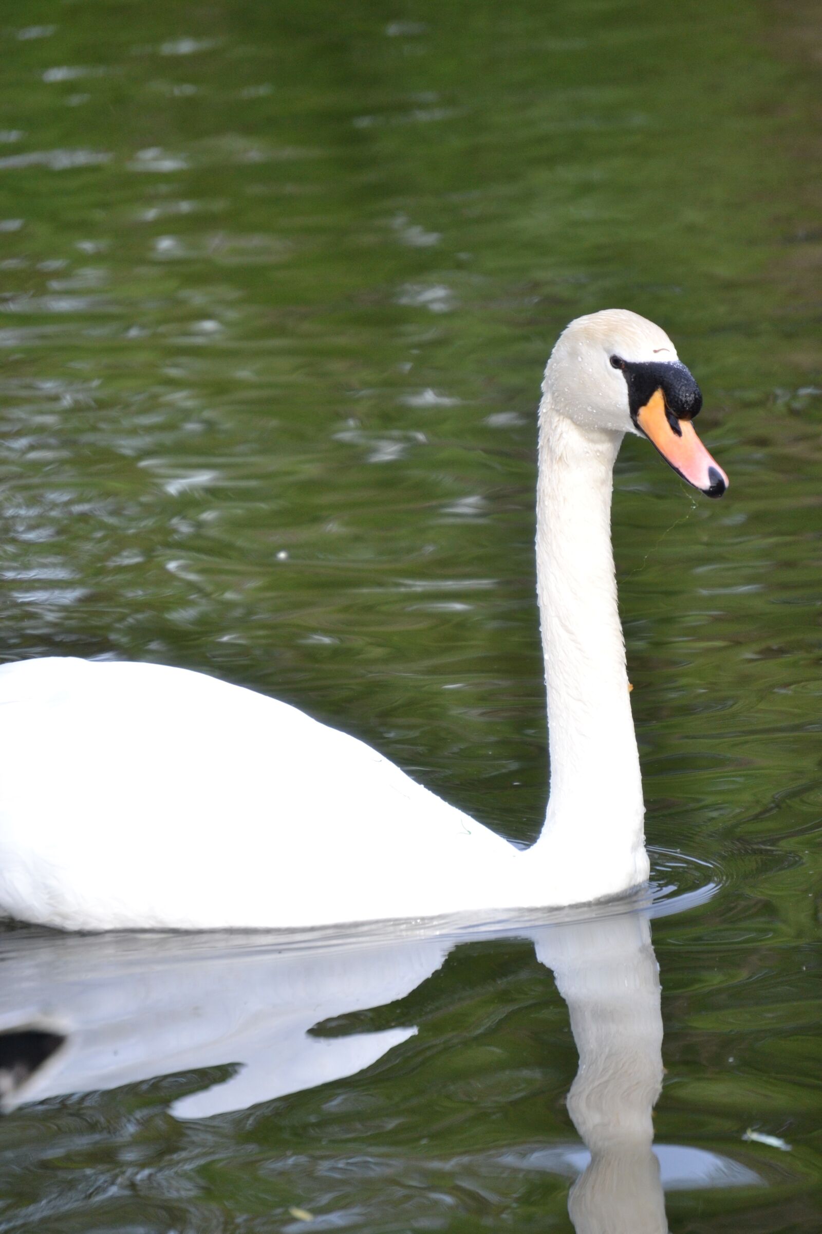 Nikon D3100 sample photo. Animal, swan photography