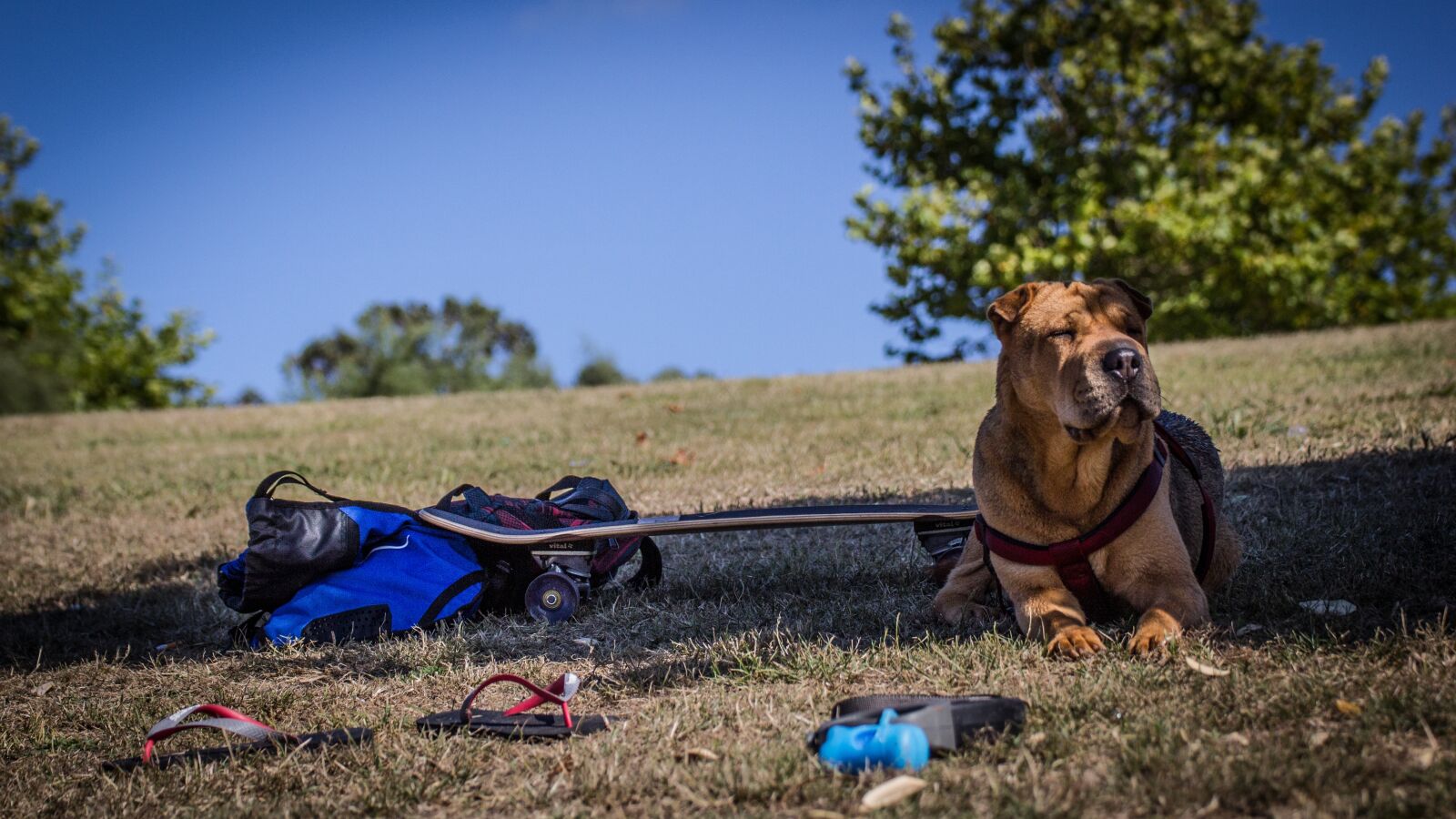 Canon EOS 550D (EOS Rebel T2i / EOS Kiss X4) sample photo. Shar pei, dog, grass photography