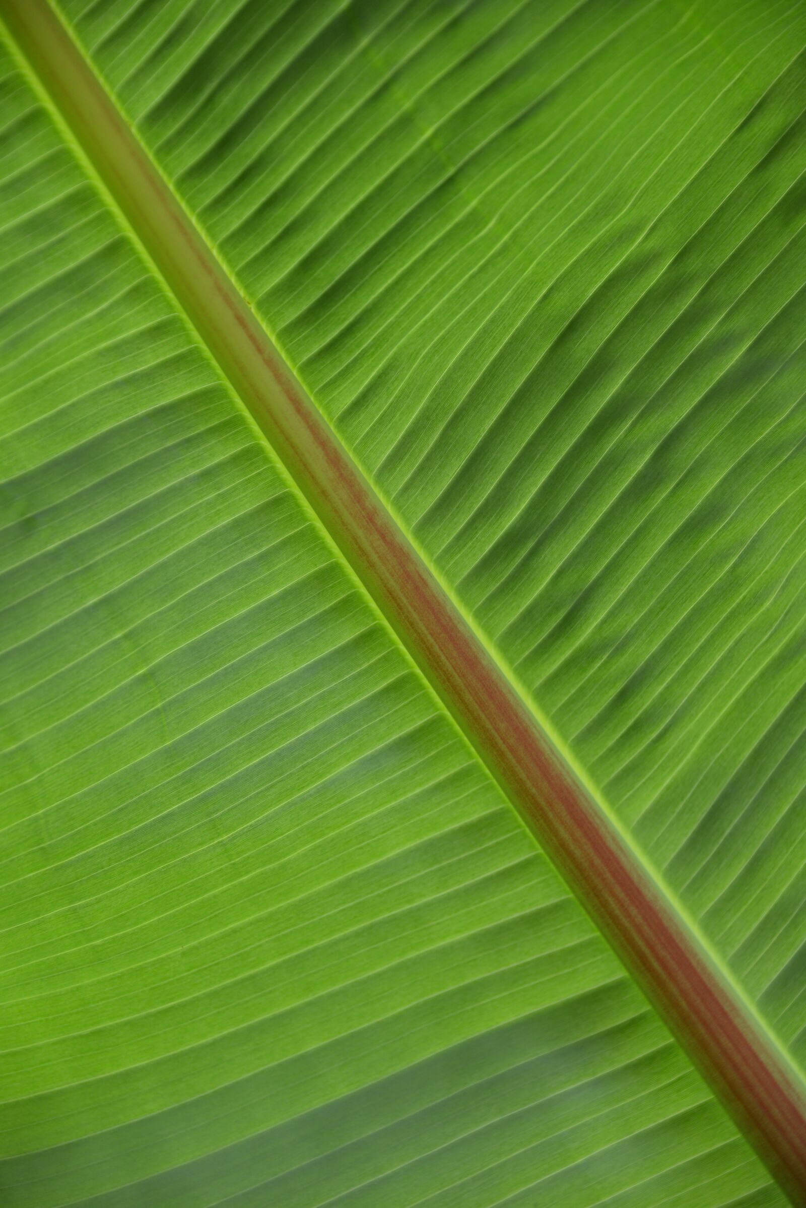 Nikon D600 sample photo. Leaf, structure, plant photography