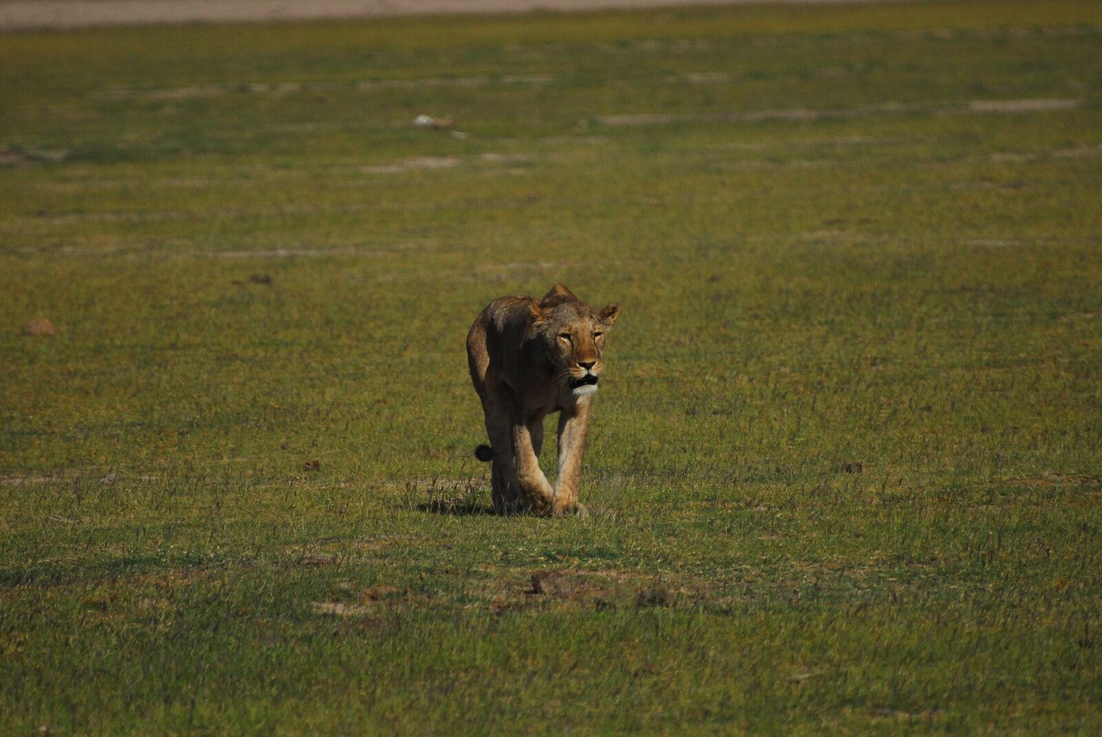 Nikon D200 sample photo. Lioness, wild, safari photography