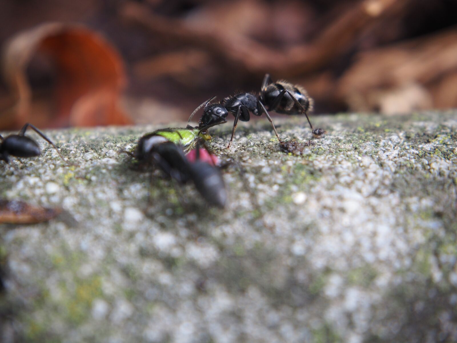Olympus OM-D E-M10 sample photo. Ants, ant, eat photography