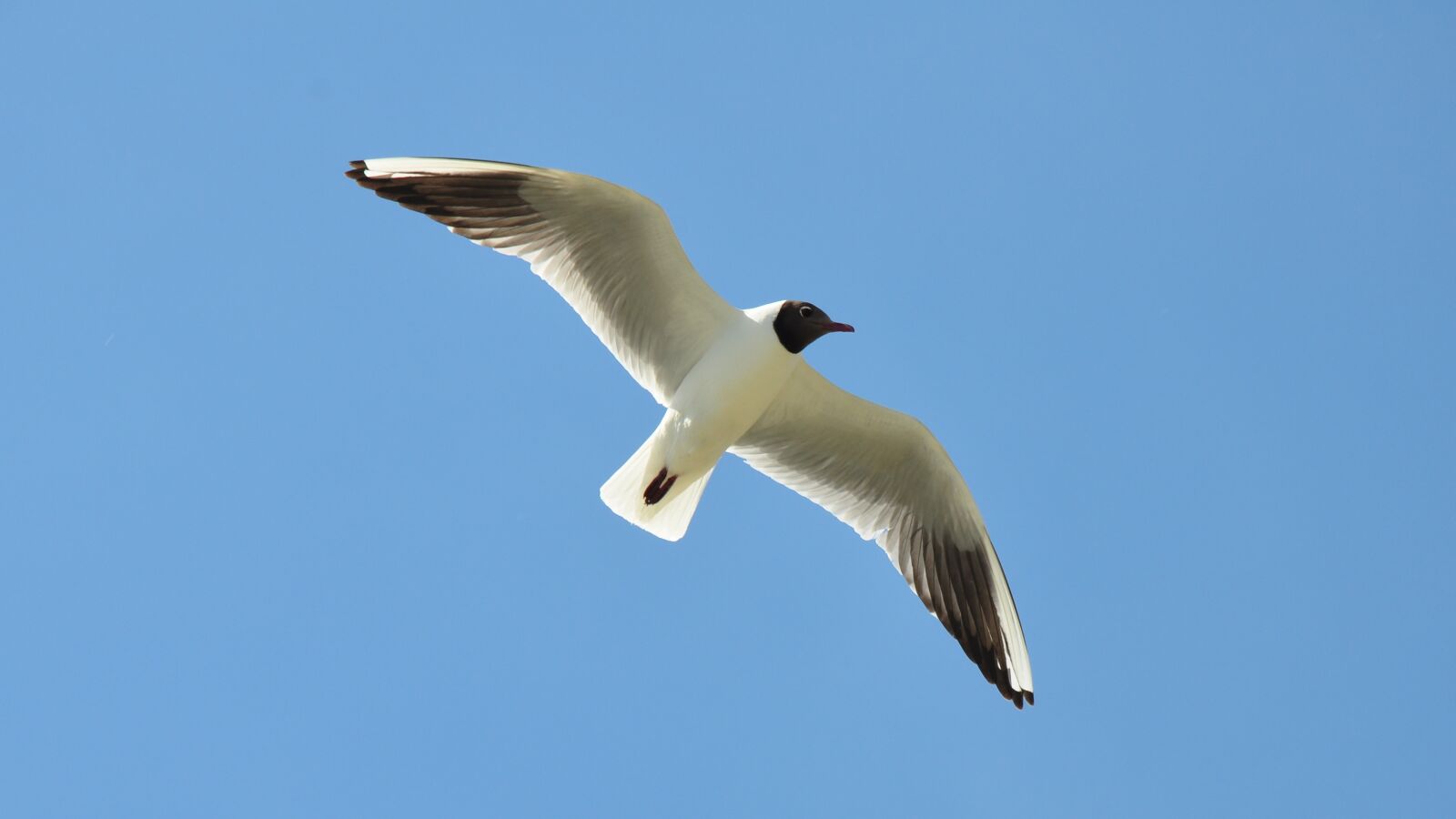 Nikon D90 sample photo. Birds, seagull, nature photography