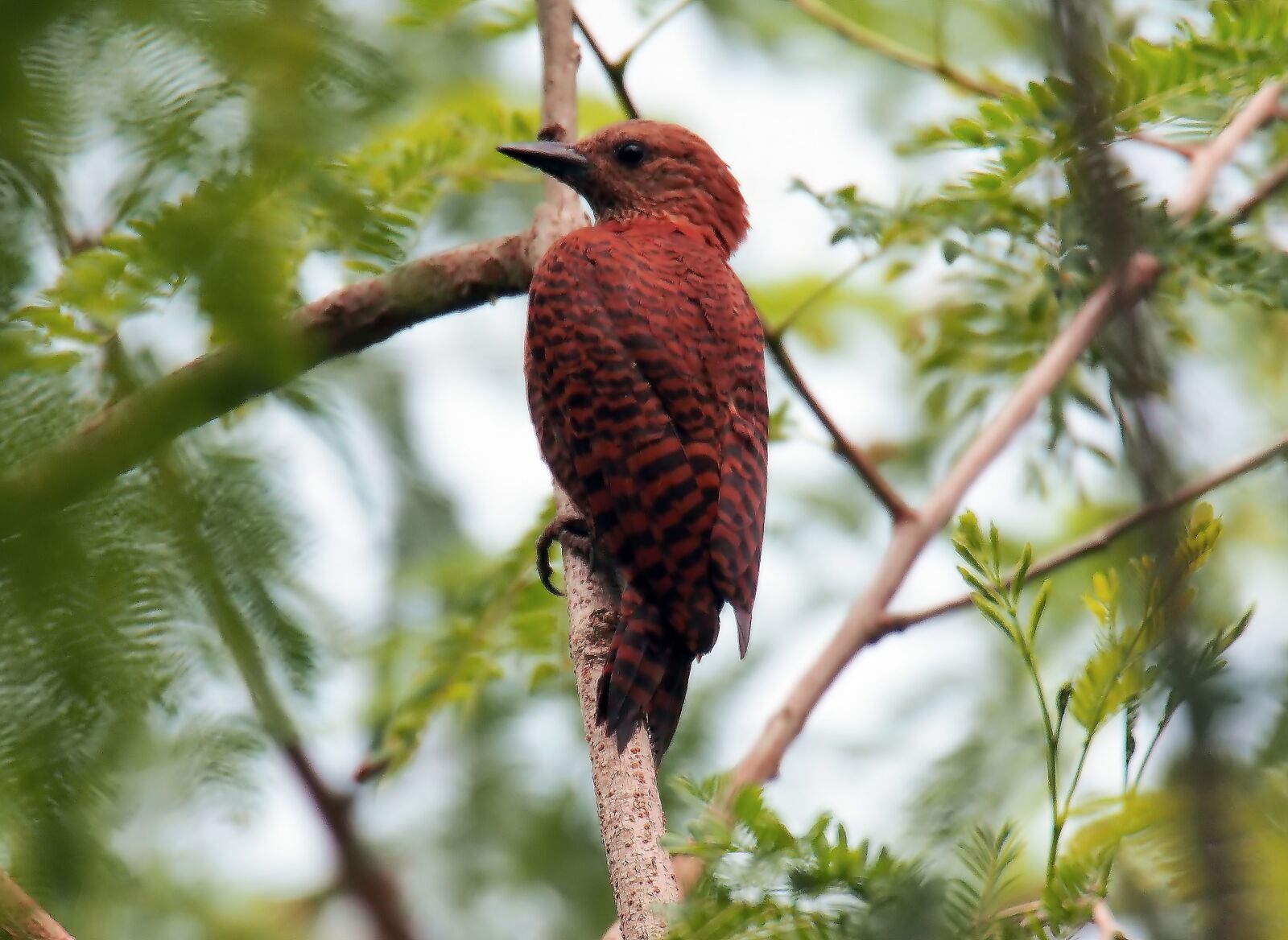 Olympus OM-D E-M1 sample photo. Rufous woodpecker, wild, bird photography