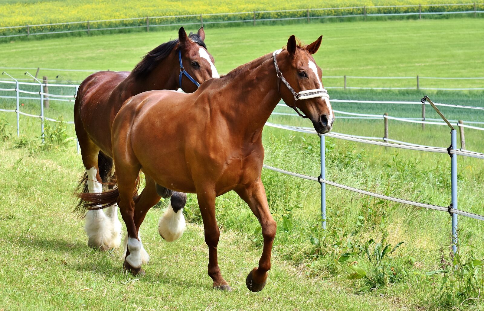 Nikon D7200 sample photo. Horses, for two, coupling photography