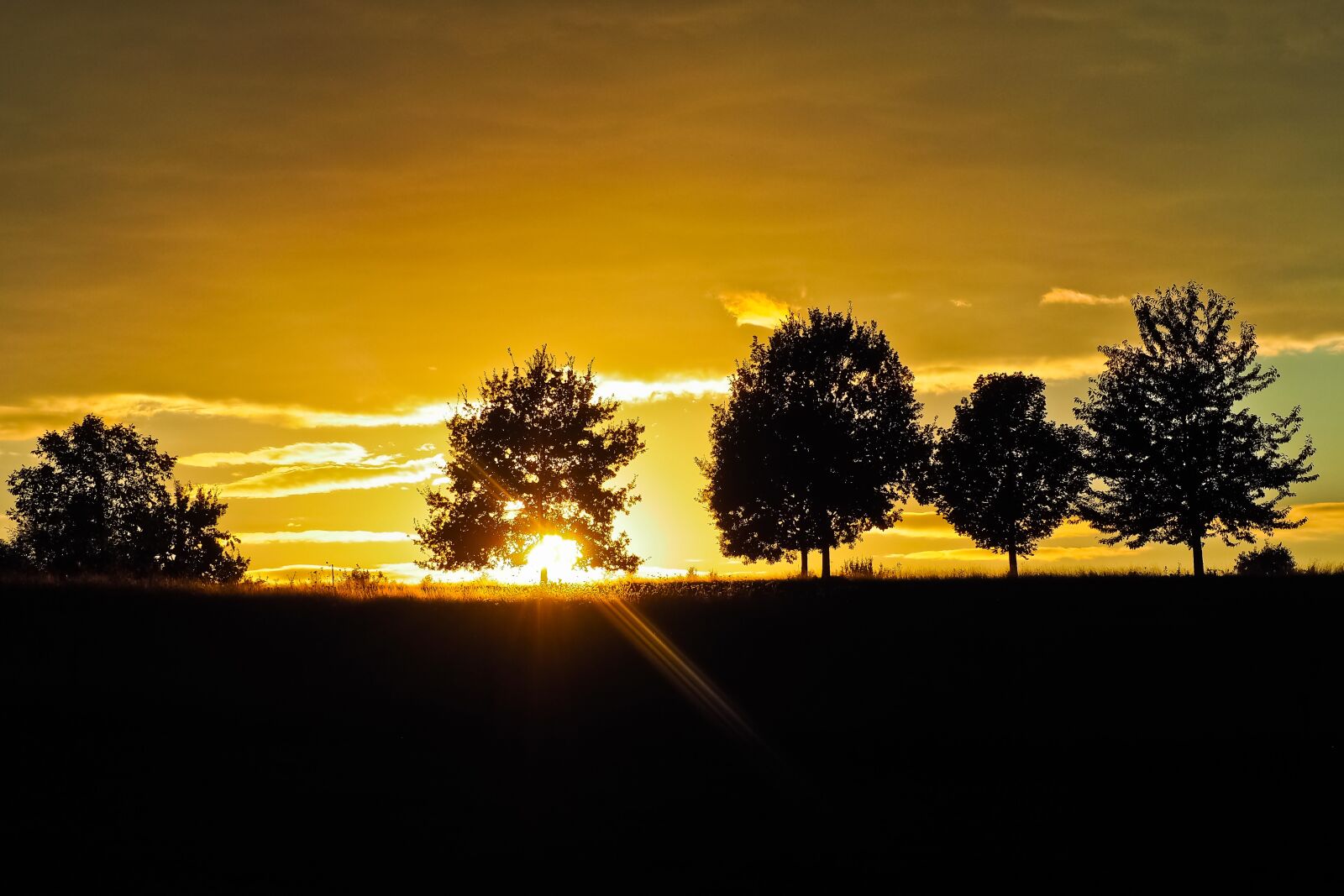 Olympus OM-D E-M10 sample photo. Sunset, trees, landscape photography