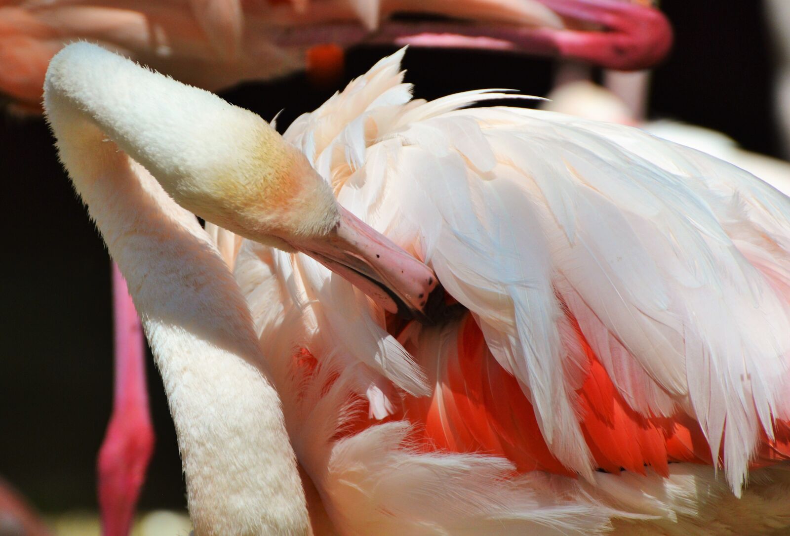 Nikon D3200 sample photo. Flamingo, bird, pink photography