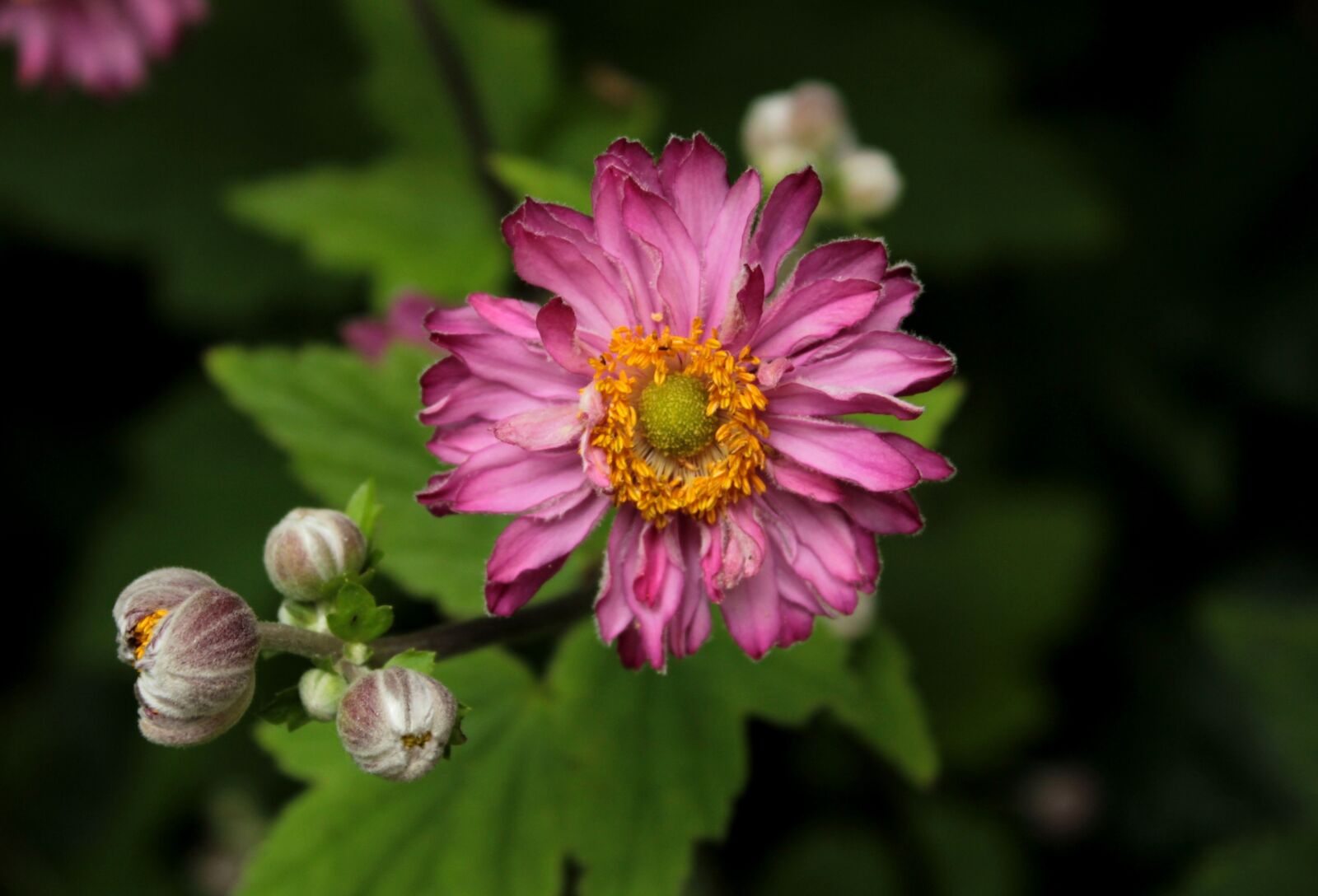 Canon EOS 600D (Rebel EOS T3i / EOS Kiss X5) sample photo. Anemone pamina, autumn, anemone photography