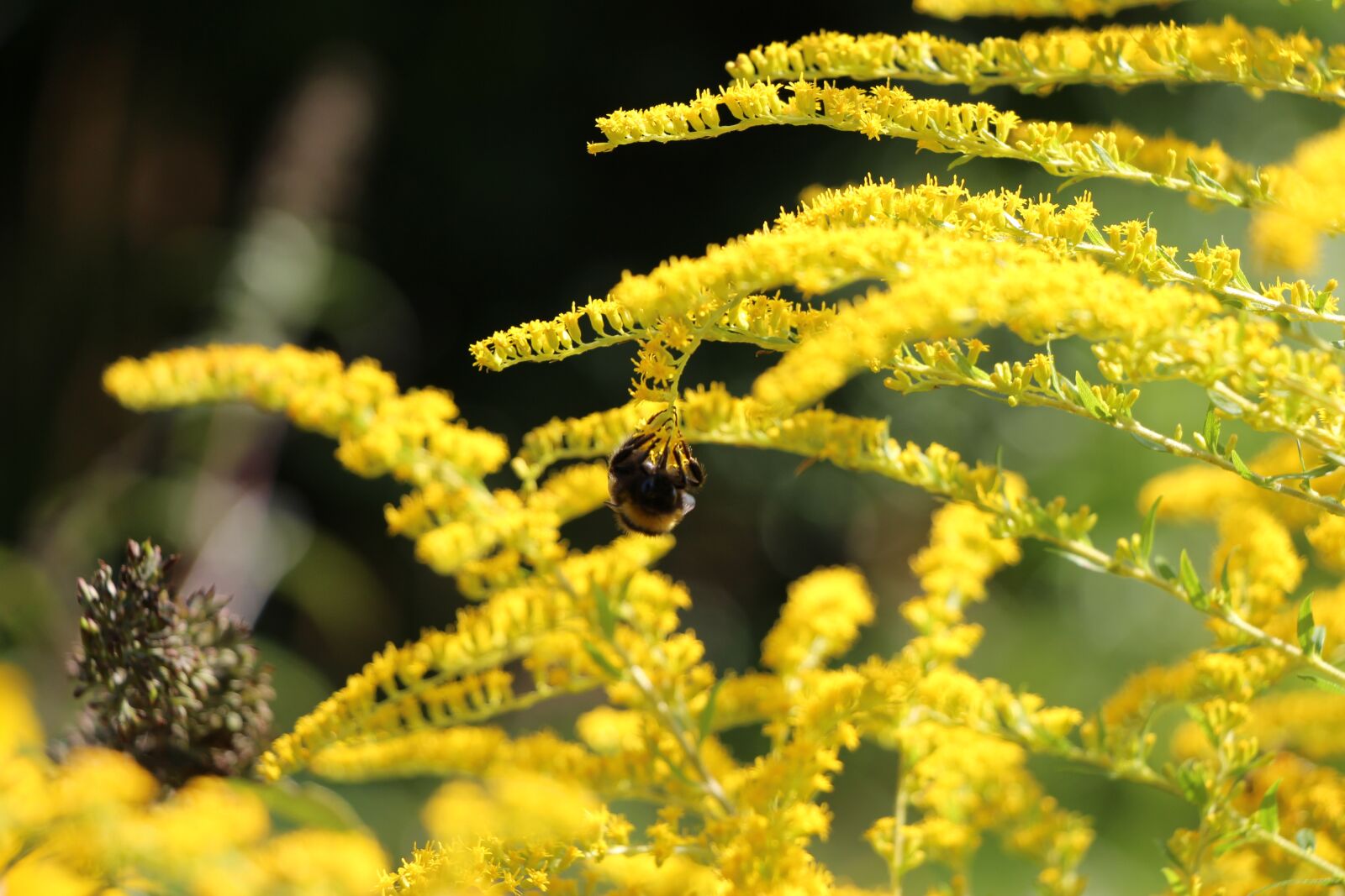 Canon EOS 650D (EOS Rebel T4i / EOS Kiss X6i) sample photo. Yellow flower, hummel, yellow photography