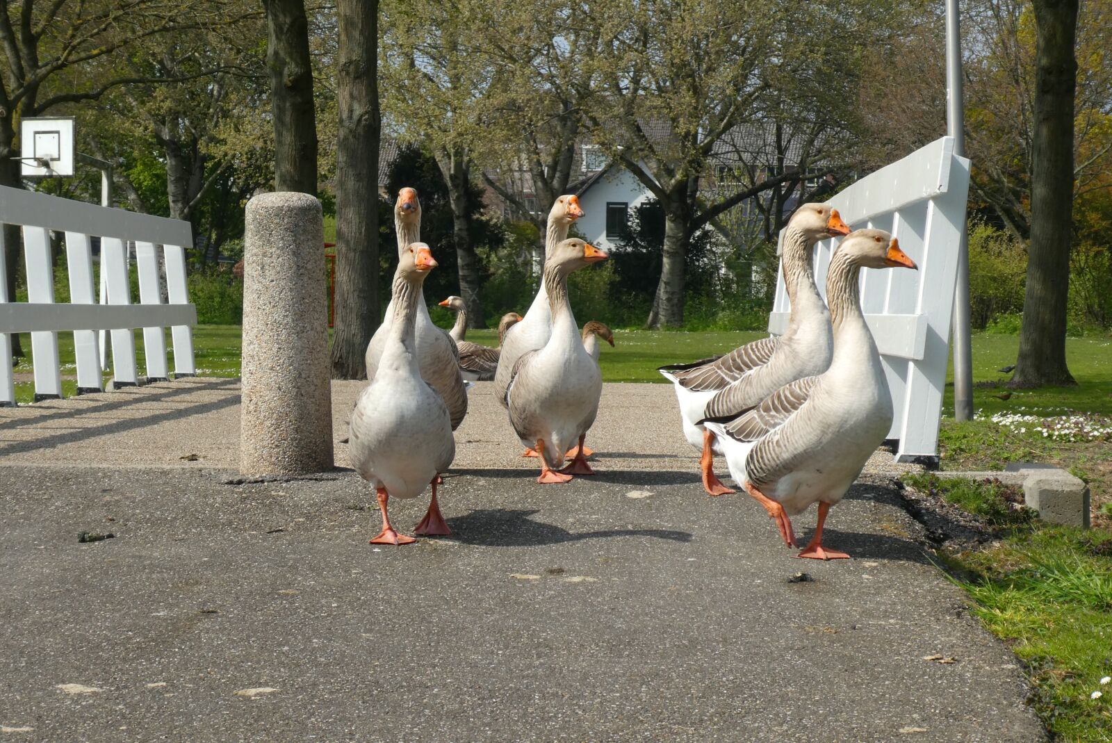 Panasonic Lumix DC-ZS70 (Lumix DC-TZ90) sample photo. Geese, bridge, ganzenmars photography