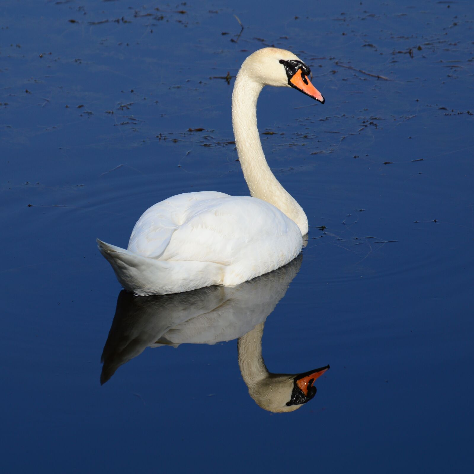 Nikon D3200 sample photo. Swan, dumb, poland photography