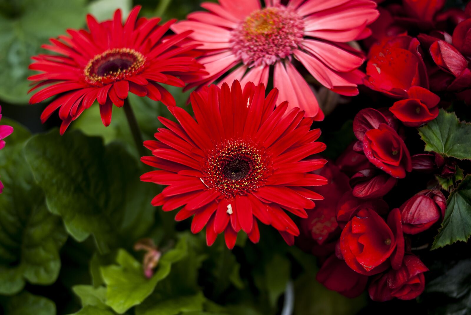 Nikon D60 sample photo. Beauty flower, flower, plant photography