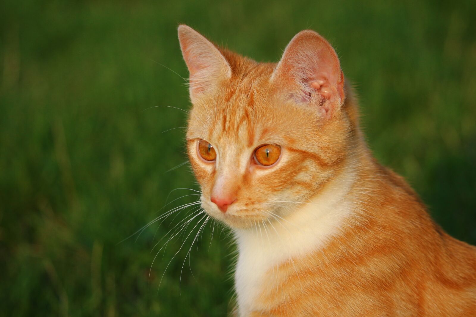 Canon EOS 100D (EOS Rebel SL1 / EOS Kiss X7) sample photo. Cat, kitten, red mackerel photography
