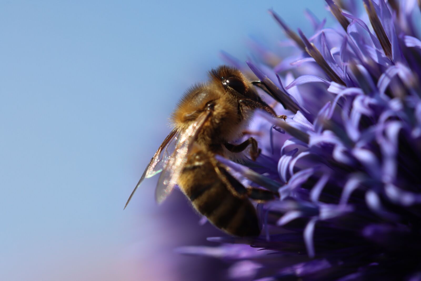 Canon EF 180mm F3.5L Macro USM sample photo. Honeybee, flower, pollination photography
