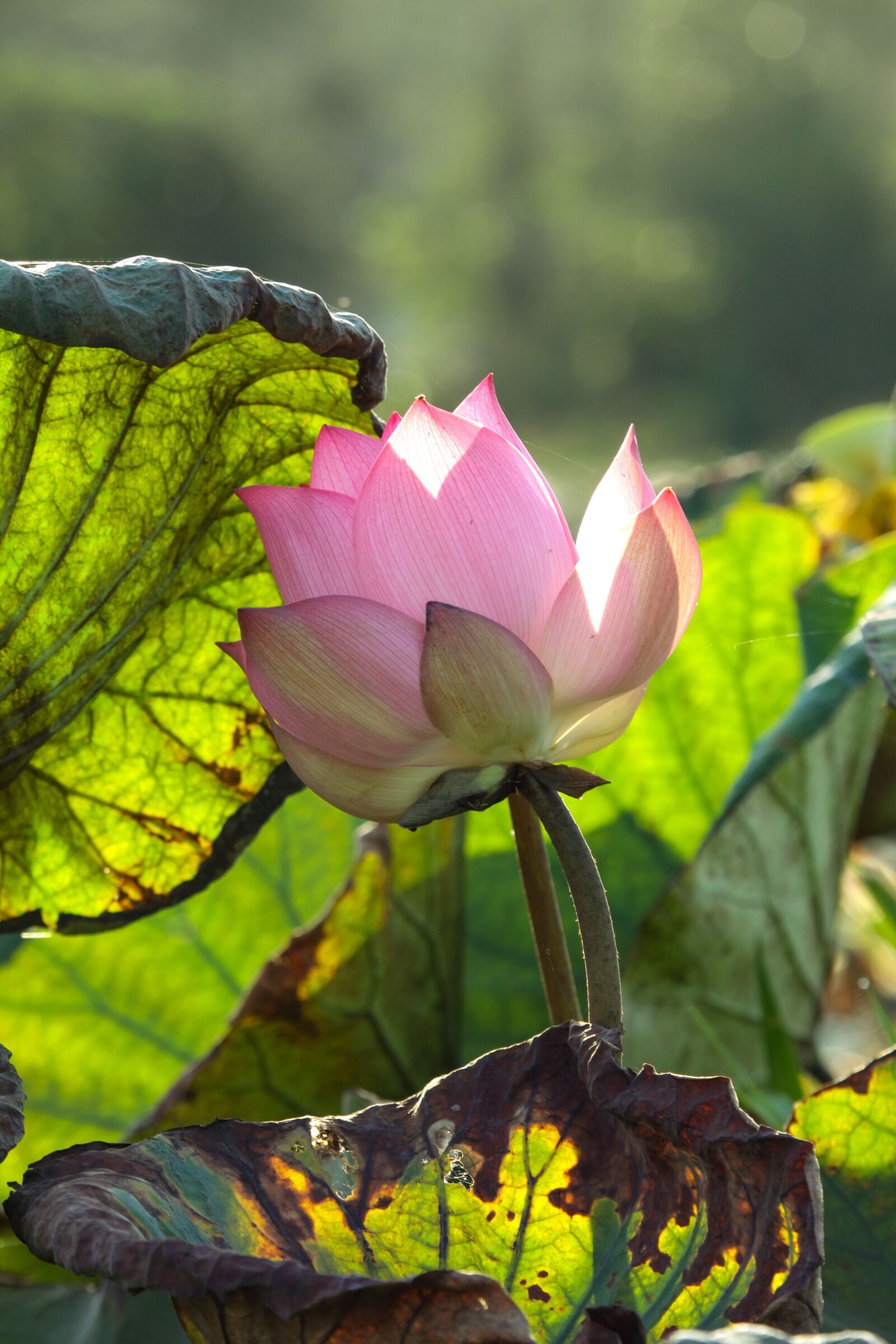 Canon EOS 50D sample photo. Lotus, flower, pink flower photography