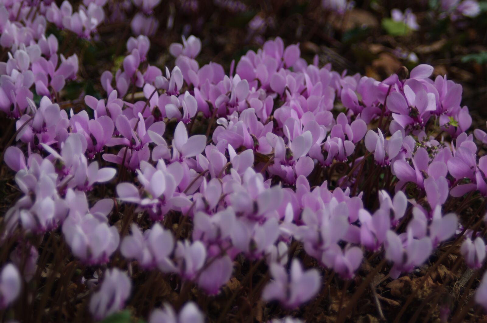 Pentax K-x sample photo. Autumn, summer, pink photography