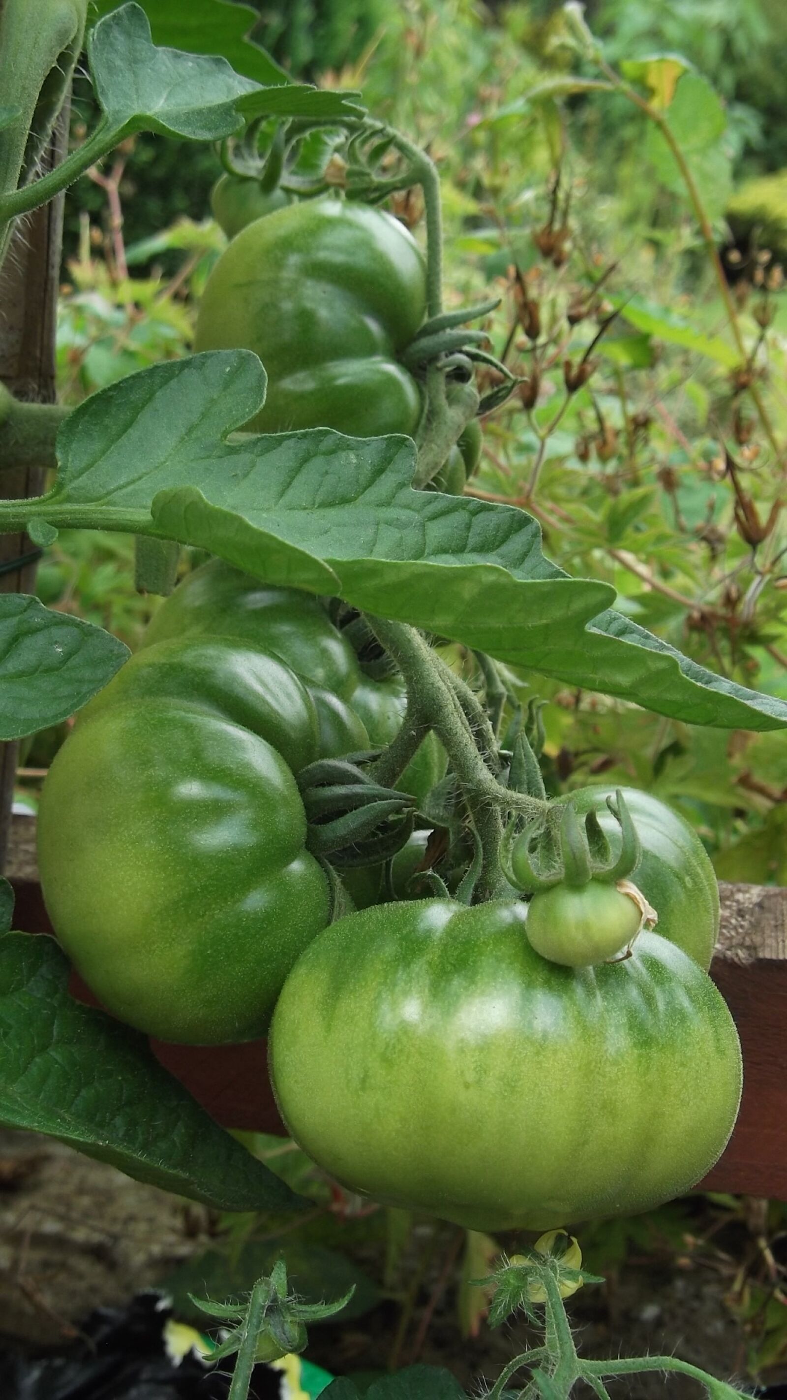 Fujifilm FinePix AX250 sample photo. Tomato, growing, vegetable photography