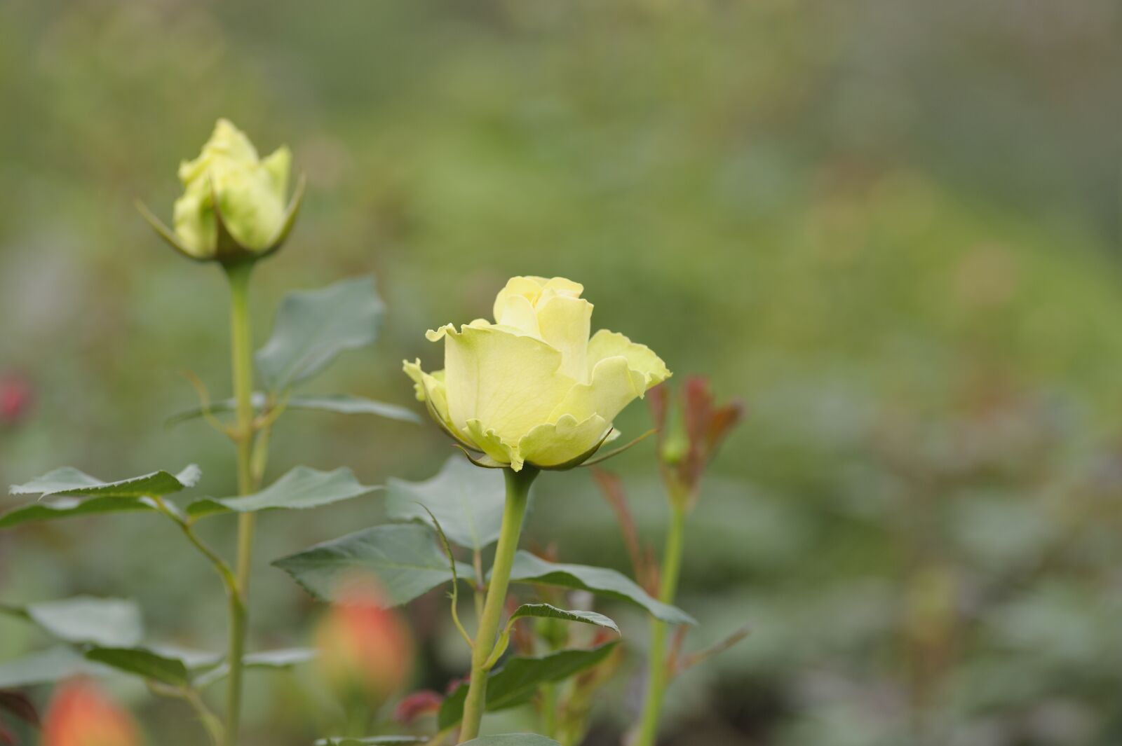 Nikon D700 sample photo. Rose, flower, bloom photography